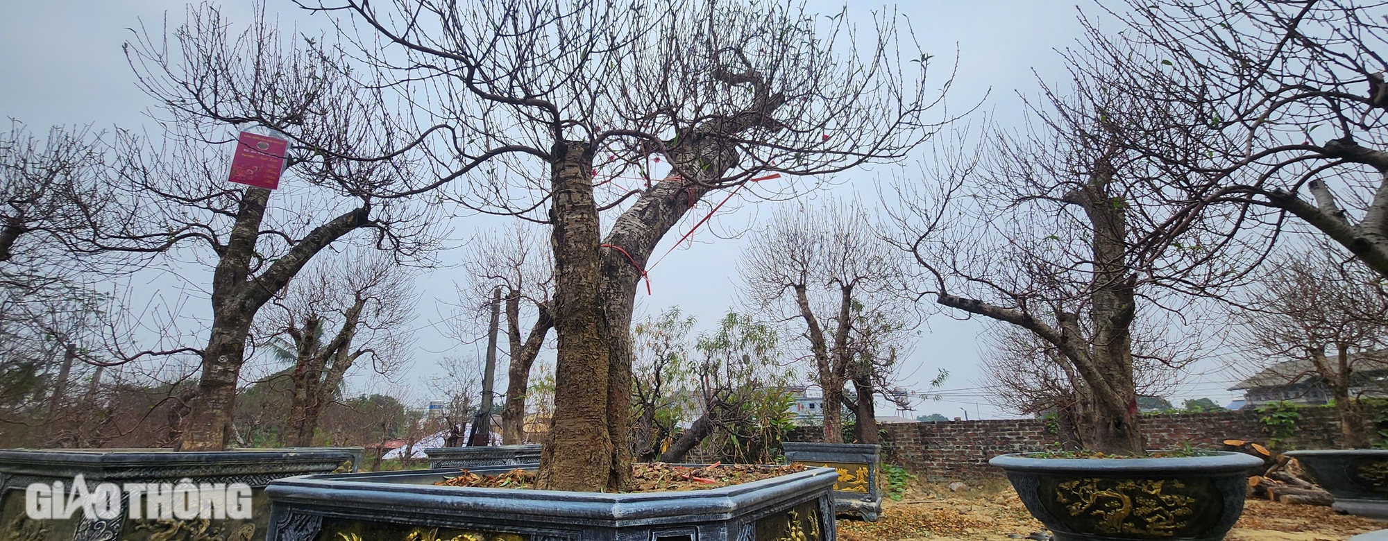 L&agrave;ng hoa đ&agrave;o ở Th&aacute;i Nguy&ecirc;n tất bật v&agrave;o vụ Tết- Ảnh 9.