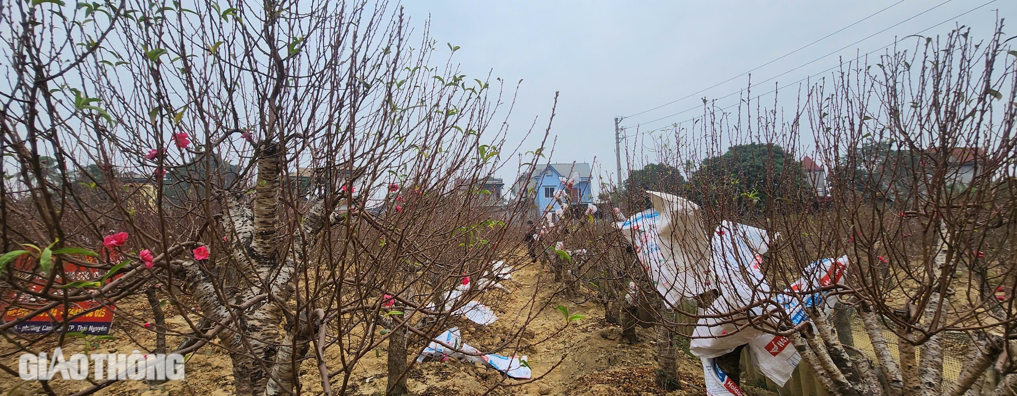 L&agrave;ng hoa đ&agrave;o ở Th&aacute;i Nguy&ecirc;n tất bật v&agrave;o vụ Tết- Ảnh 2.