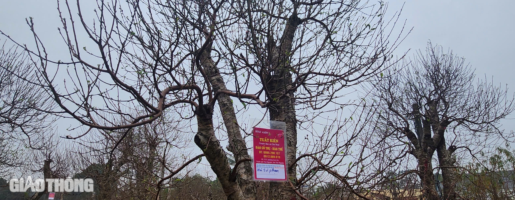 L&agrave;ng hoa đ&agrave;o ở Th&aacute;i Nguy&ecirc;n tất bật v&agrave;o vụ Tết- Ảnh 8.