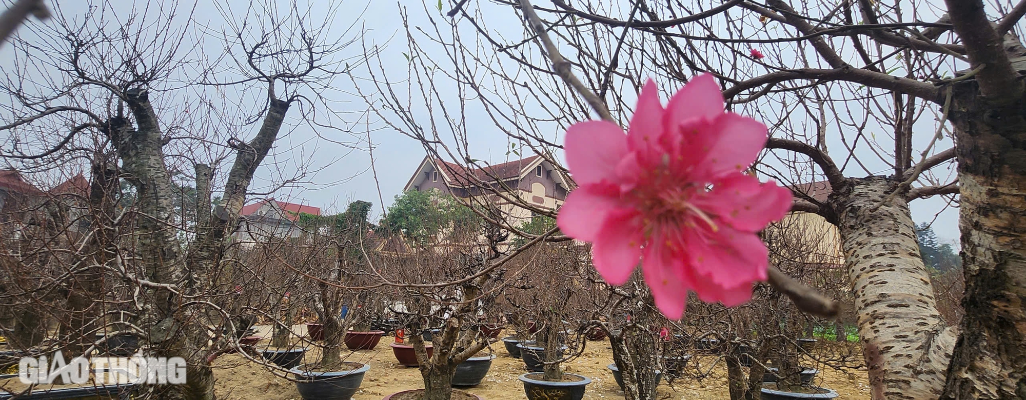 L&agrave;ng hoa đ&agrave;o ở Th&aacute;i Nguy&ecirc;n tất bật v&agrave;o vụ Tết- Ảnh 11.