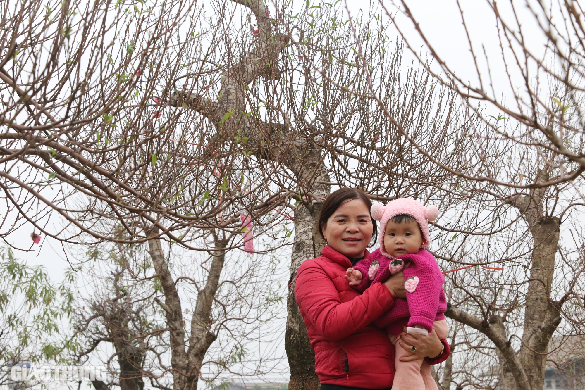 L&agrave;ng hoa đ&agrave;o ở Th&aacute;i Nguy&ecirc;n tất bật v&agrave;o vụ Tết- Ảnh 7.