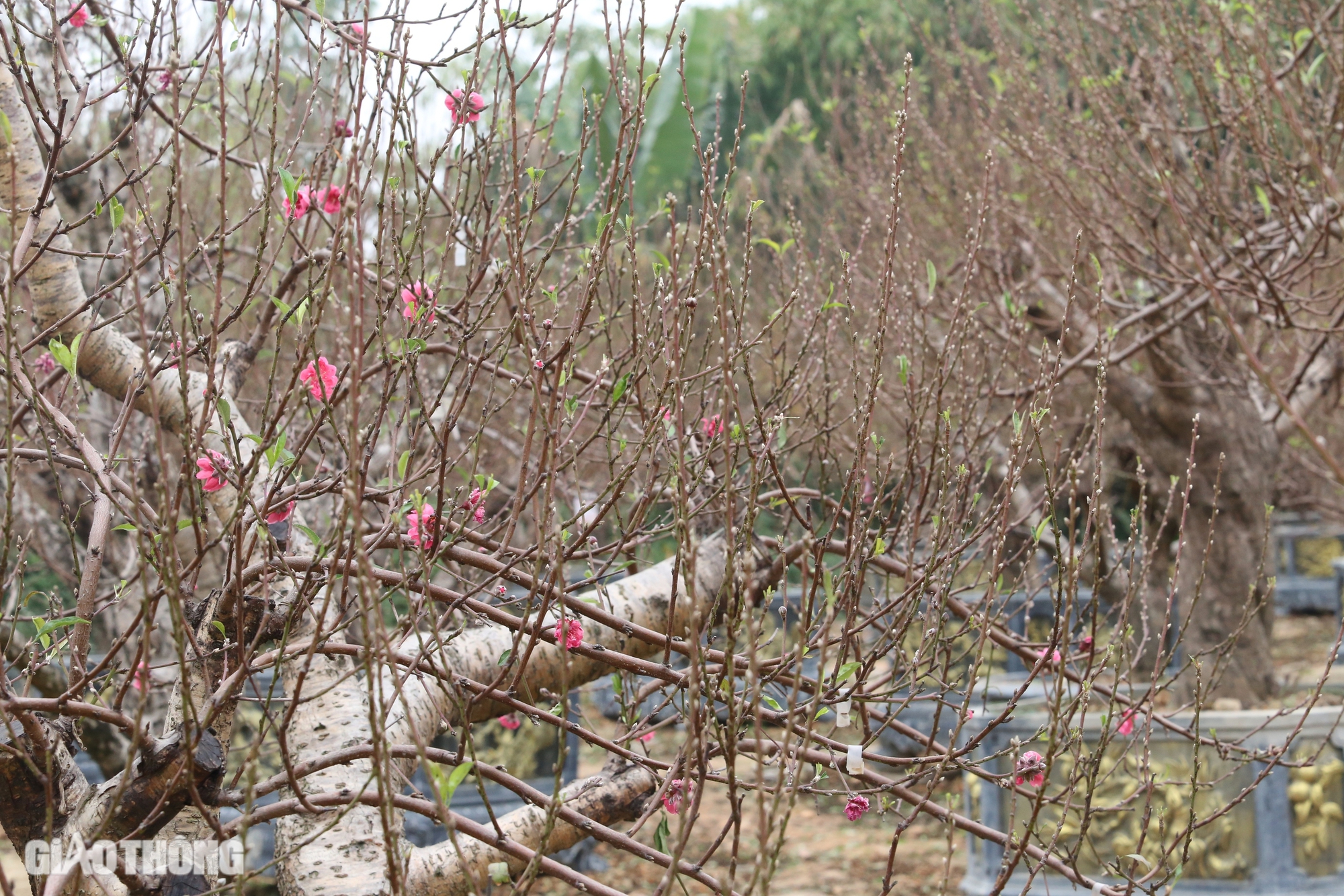 L&agrave;ng hoa đ&agrave;o ở Th&aacute;i Nguy&ecirc;n tất bật v&agrave;o vụ Tết- Ảnh 10.