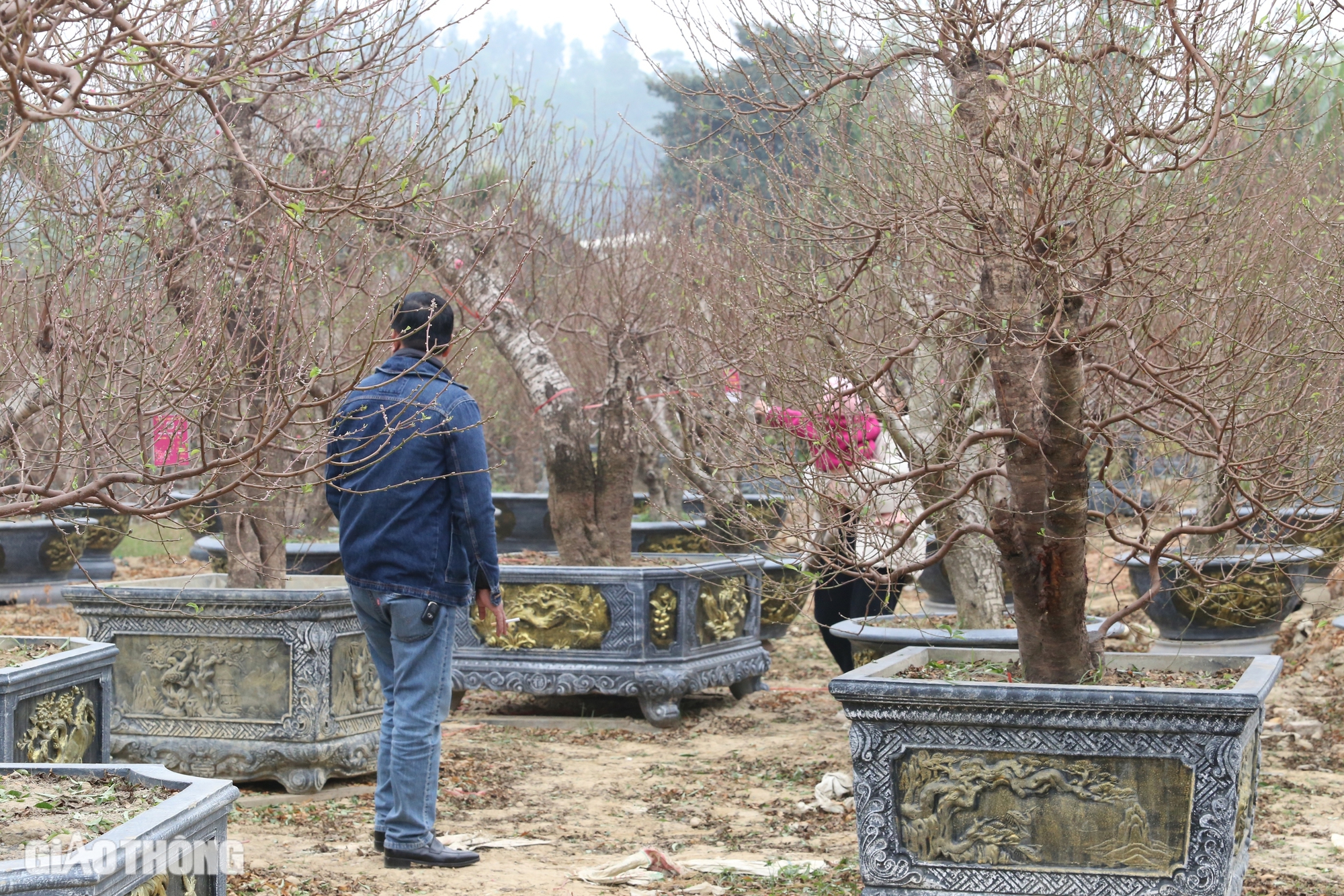 L&agrave;ng hoa đ&agrave;o ở Th&aacute;i Nguy&ecirc;n tất bật v&agrave;o vụ Tết- Ảnh 12.