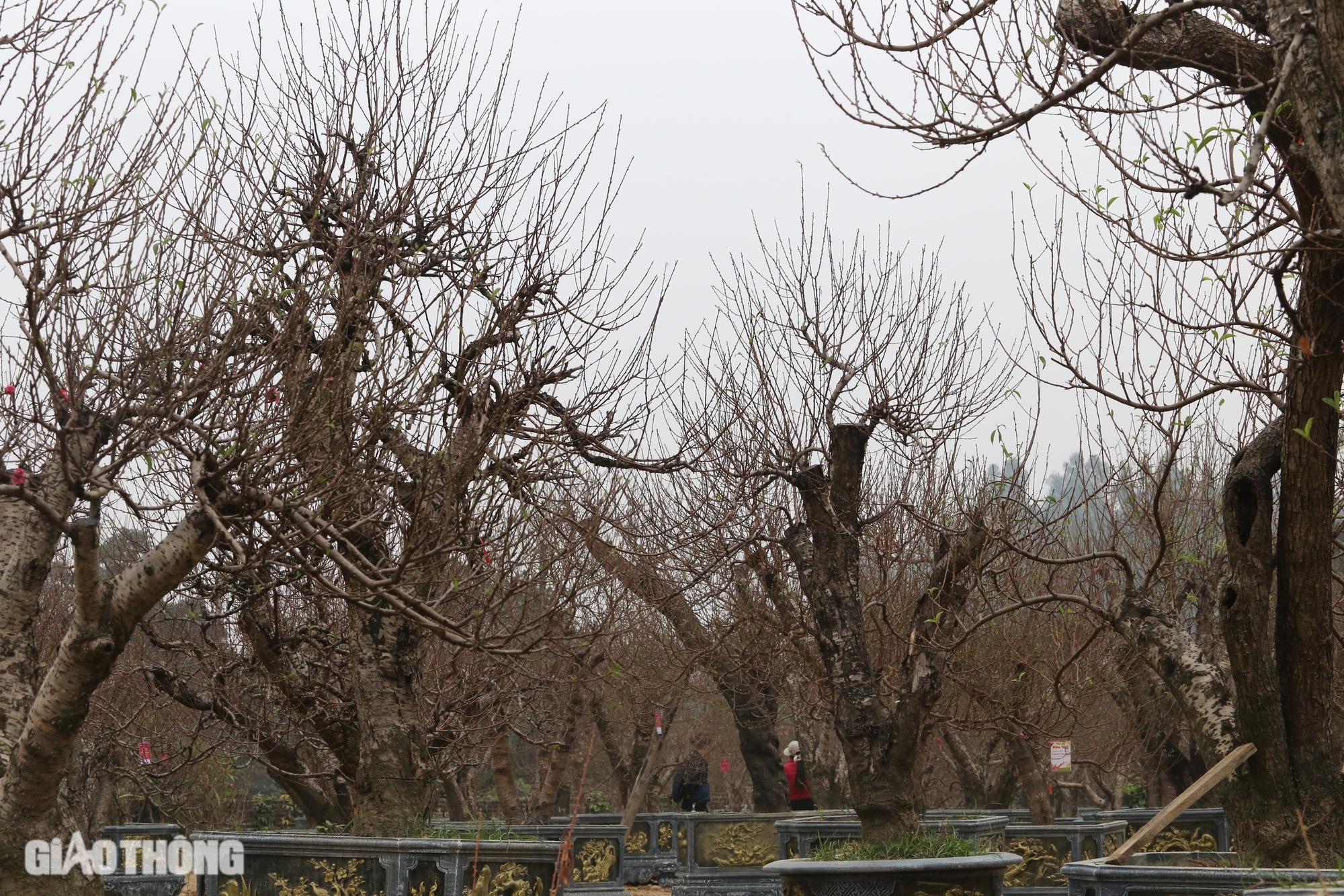 L&agrave;ng hoa đ&agrave;o ở Th&aacute;i Nguy&ecirc;n tất bật v&agrave;o vụ Tết- Ảnh 6.