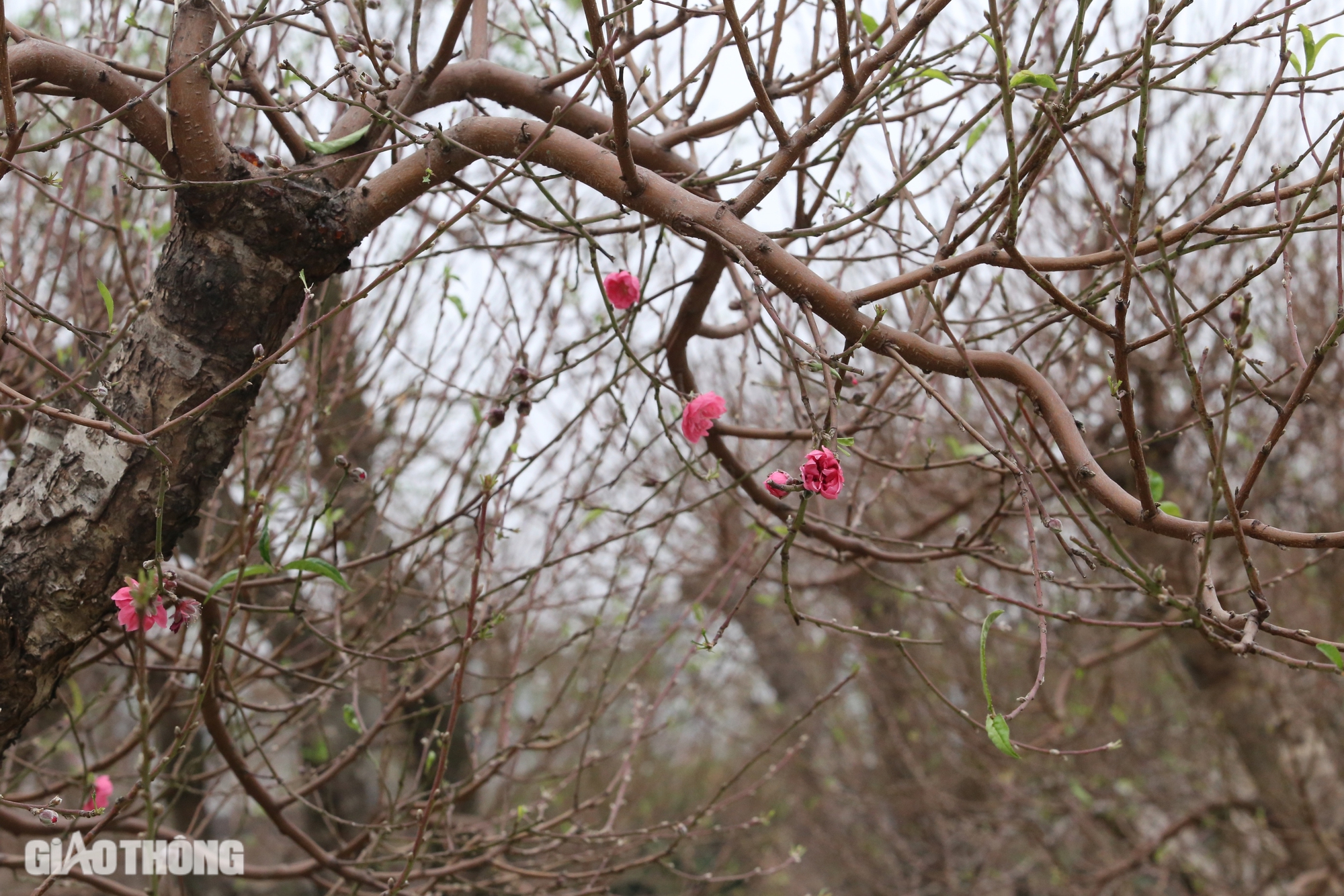 L&agrave;ng hoa đ&agrave;o ở Th&aacute;i Nguy&ecirc;n tất bật v&agrave;o vụ Tết- Ảnh 5.