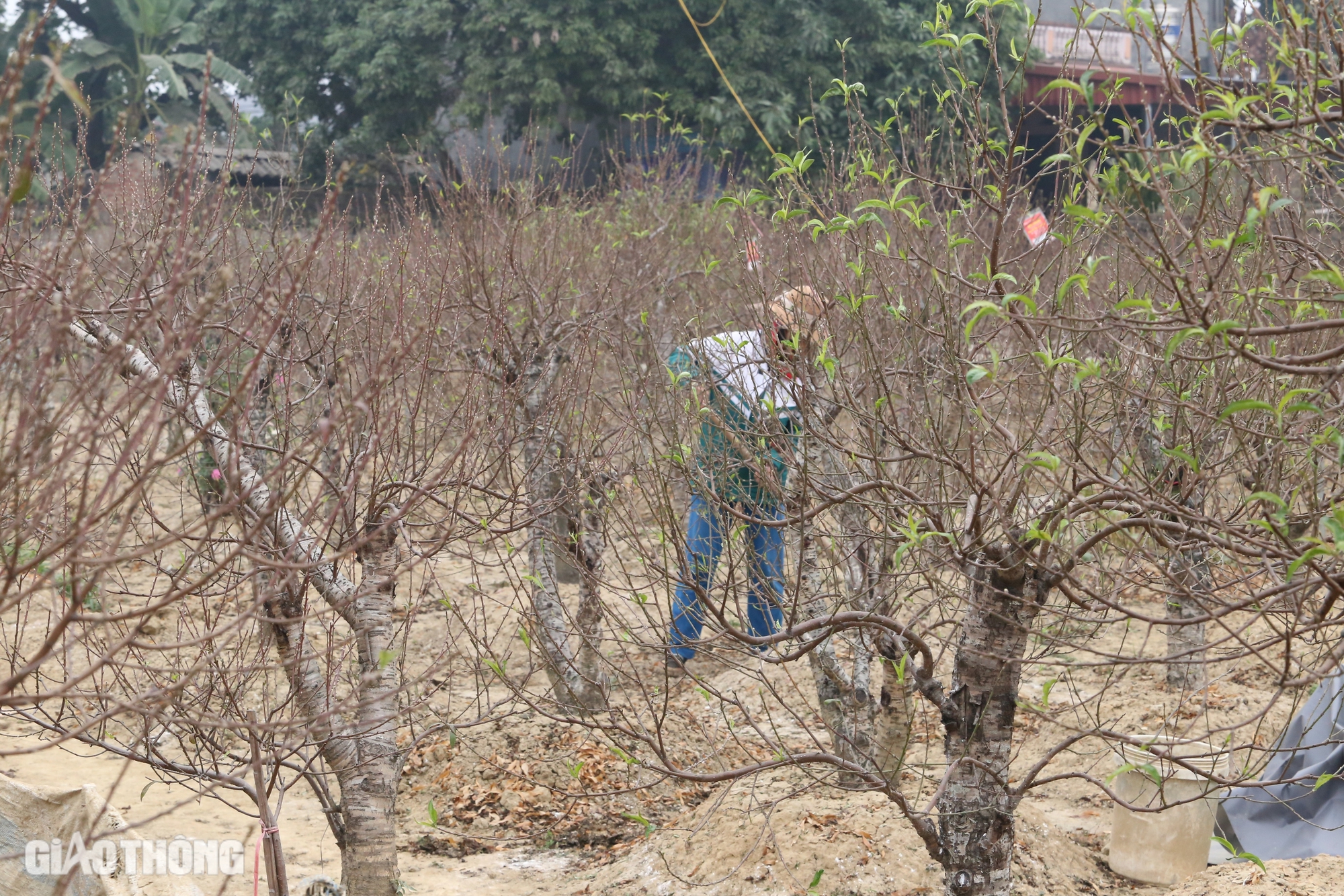 L&agrave;ng hoa đ&agrave;o ở Th&aacute;i Nguy&ecirc;n tất bật v&agrave;o vụ Tết- Ảnh 1.