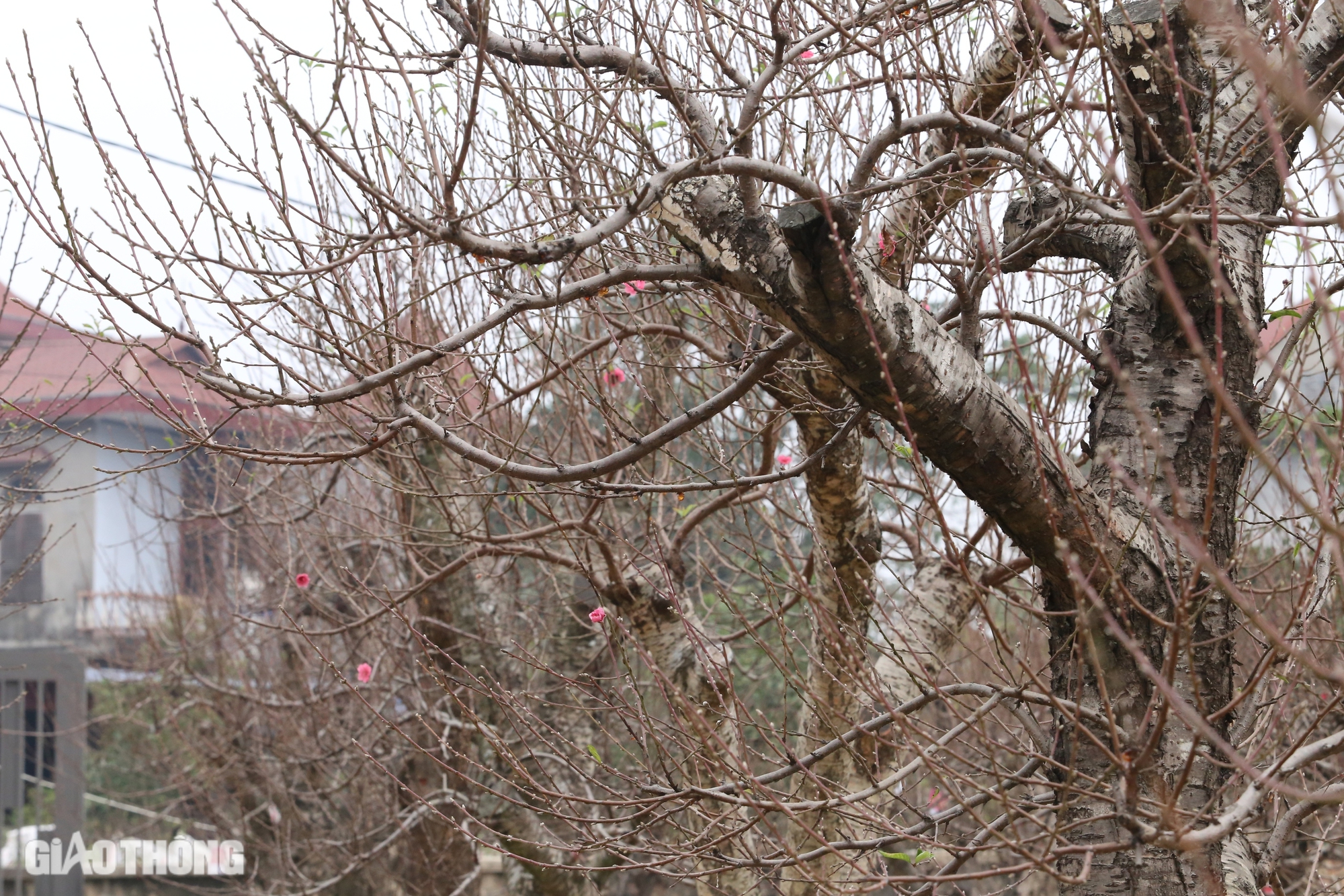 L&agrave;ng hoa đ&agrave;o ở Th&aacute;i Nguy&ecirc;n tất bật v&agrave;o vụ Tết- Ảnh 3.