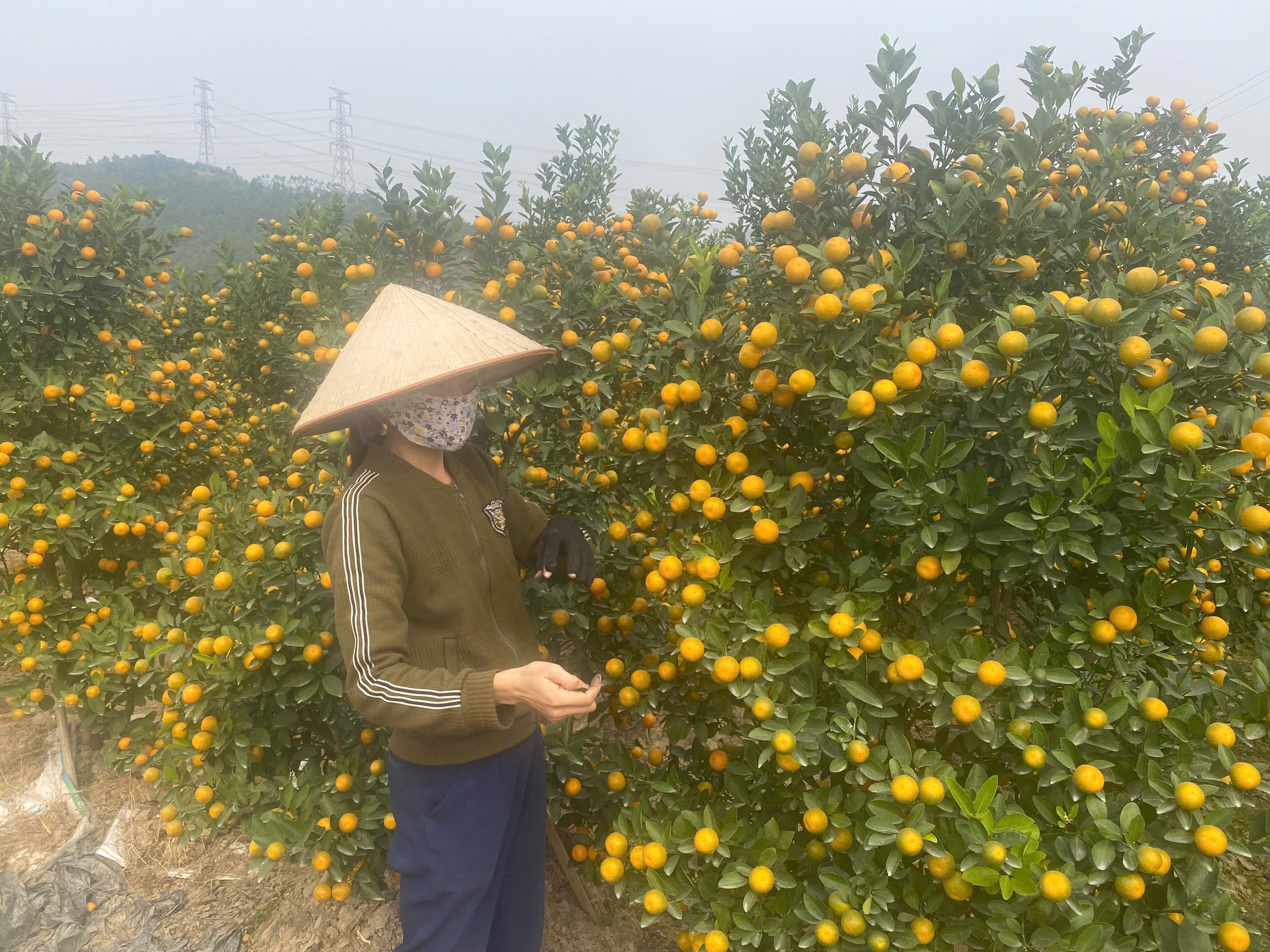 Thủ phủ đ&agrave;o, quất đất mỏ rộn r&agrave;ng v&agrave;o vụ Tết- Ảnh 2.