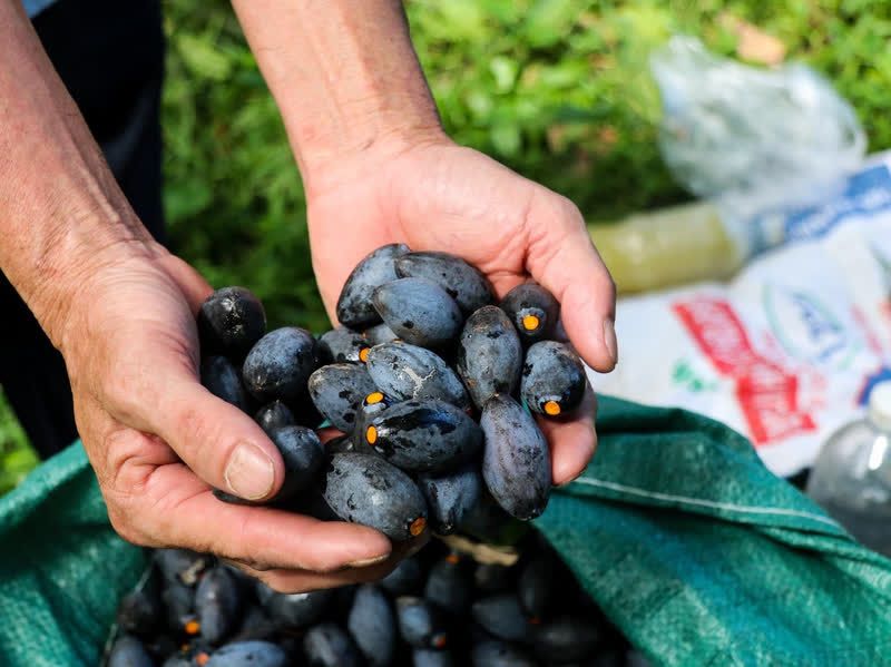 Loại quả m&agrave;u đen &iacute;t người biết, gi&uacute;p giải rượu, bảo vệ gan, chữa h&oacute;c xương- Ảnh 4.