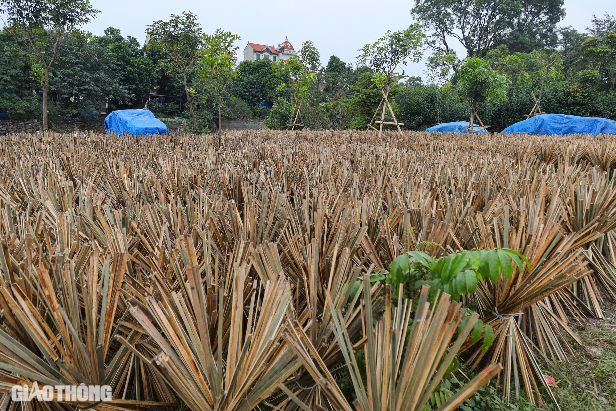 Làng làm hương thủ công lớn nhất Hà Nội tất bật chuẩn bị hàng Tết- Ảnh 2. Làng làm hương thủ công lớn nhất Hà Nội tất bật chuẩn bị hàng Tết- Ảnh 2.