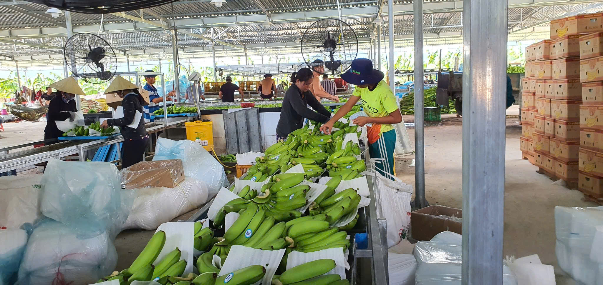 Quảng Ng&atilde;i đồng h&agrave;nh c&ugrave;ng n&ocirc;ng d&acirc;n đưa sản phẩm n&ocirc;ng nghiệp xuất khẩu- Ảnh 2.