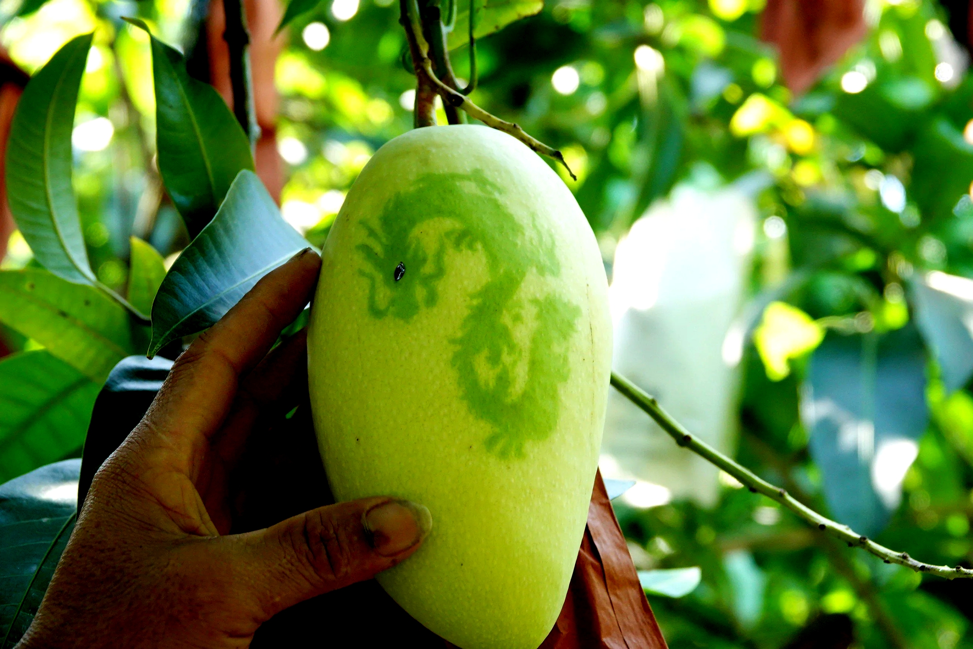 N&ocirc;ng d&acirc;n miền T&acirc;y 