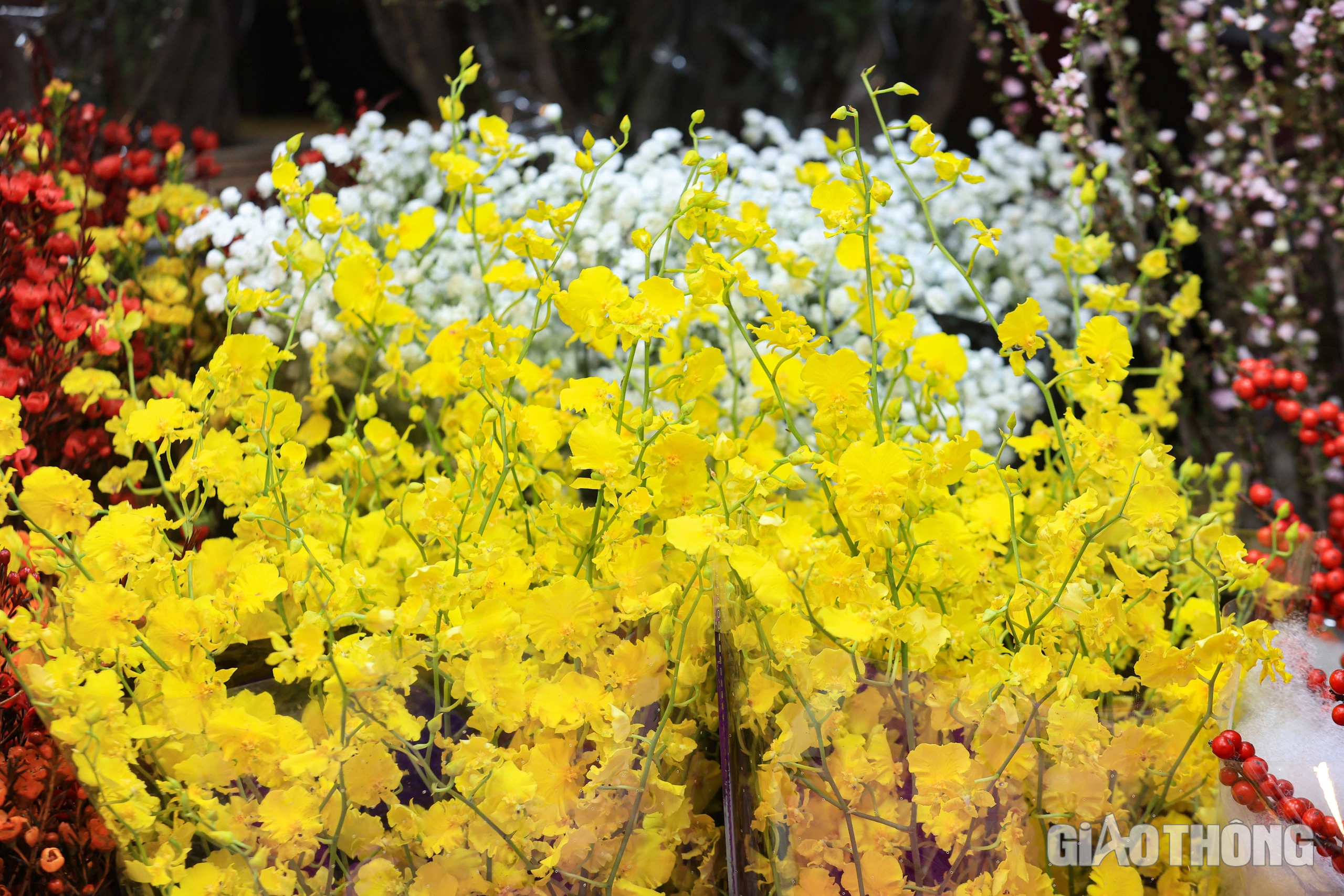 Đ&ecirc;m kh&ocirc;ng ngủ ở chợ hoa Quảng An ng&agrave;y cận Tết- Ảnh 5.