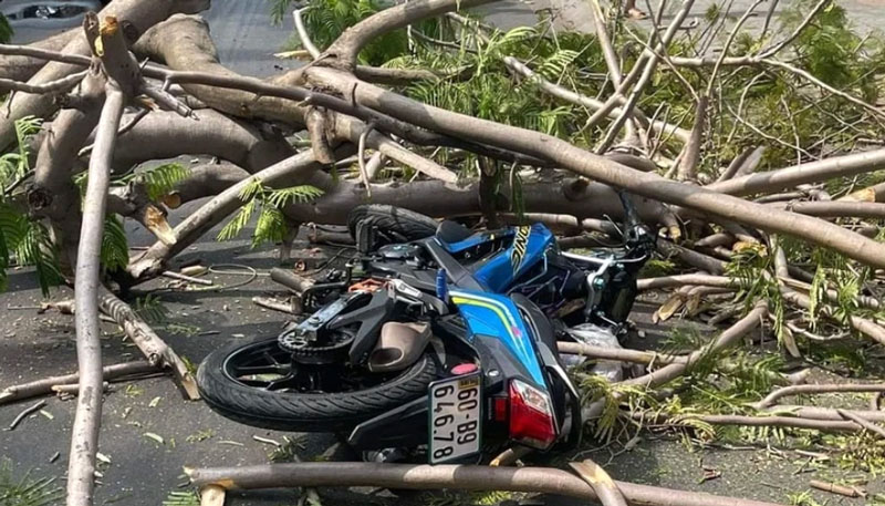 C&acirc;y đổ đ&egrave; tr&uacute;ng một c&ocirc; g&aacute;i đang đi tr&ecirc;n đường - Ảnh: Q.Đ.