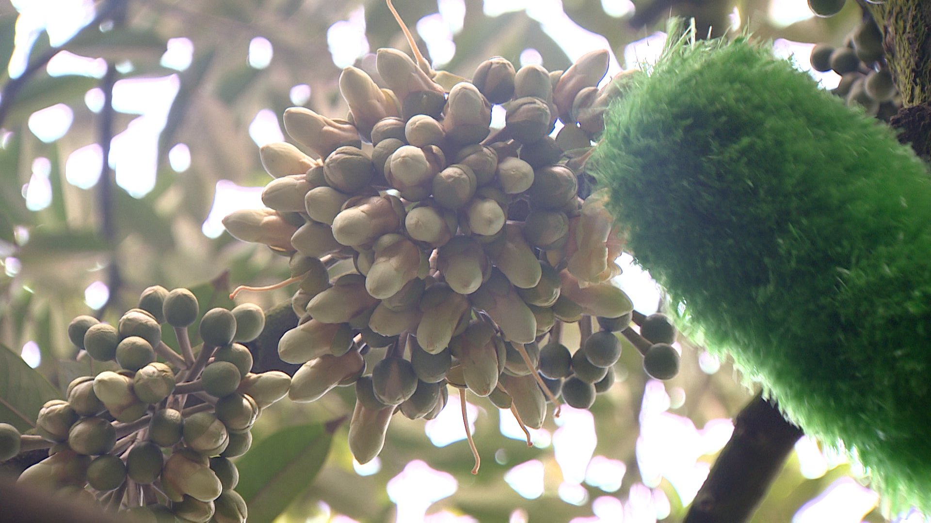 Tr&aacute;i sầu ri&ecirc;ng gi&uacute;p n&ocirc;ng d&acirc;n Cần Thơ l&ecirc;n đời như thế n&agrave;o?- Ảnh 3.