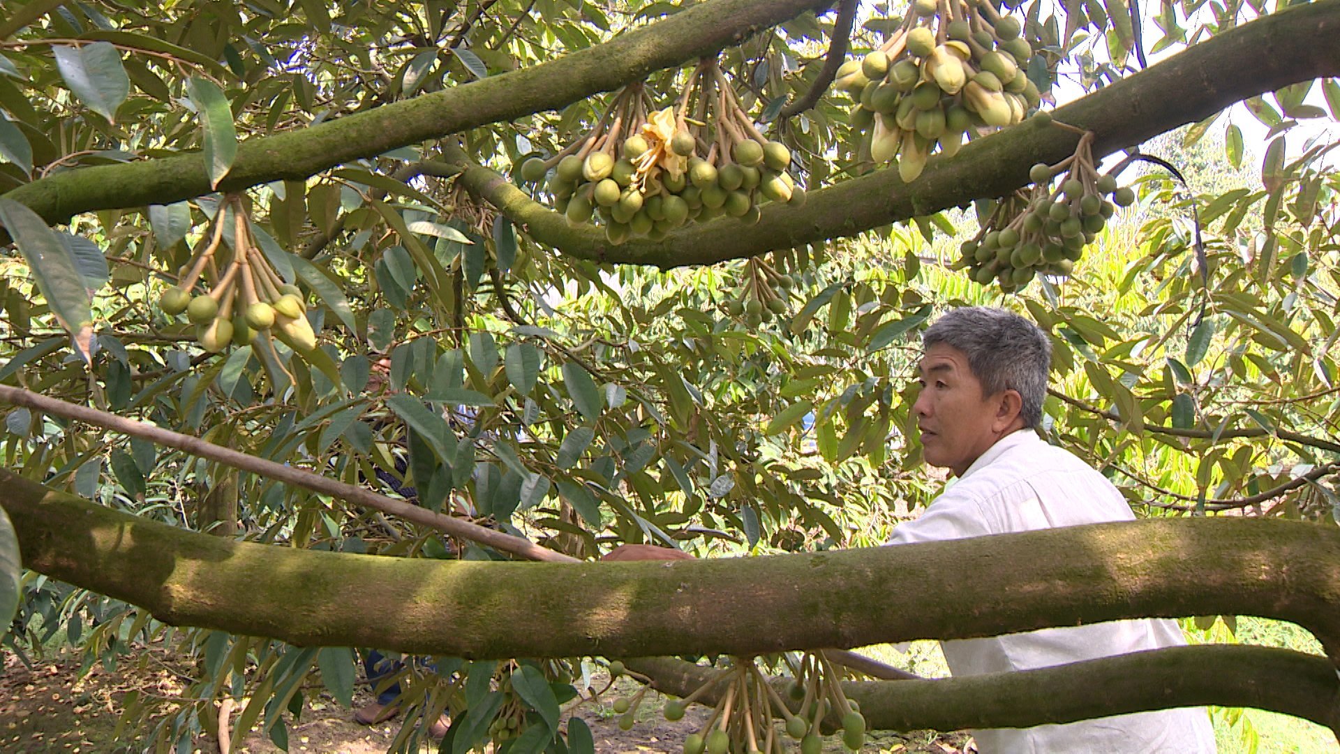 Tr&aacute;i sầu ri&ecirc;ng gi&uacute;p n&ocirc;ng d&acirc;n Cần Thơ l&ecirc;n đời như thế n&agrave;o?- Ảnh 4.