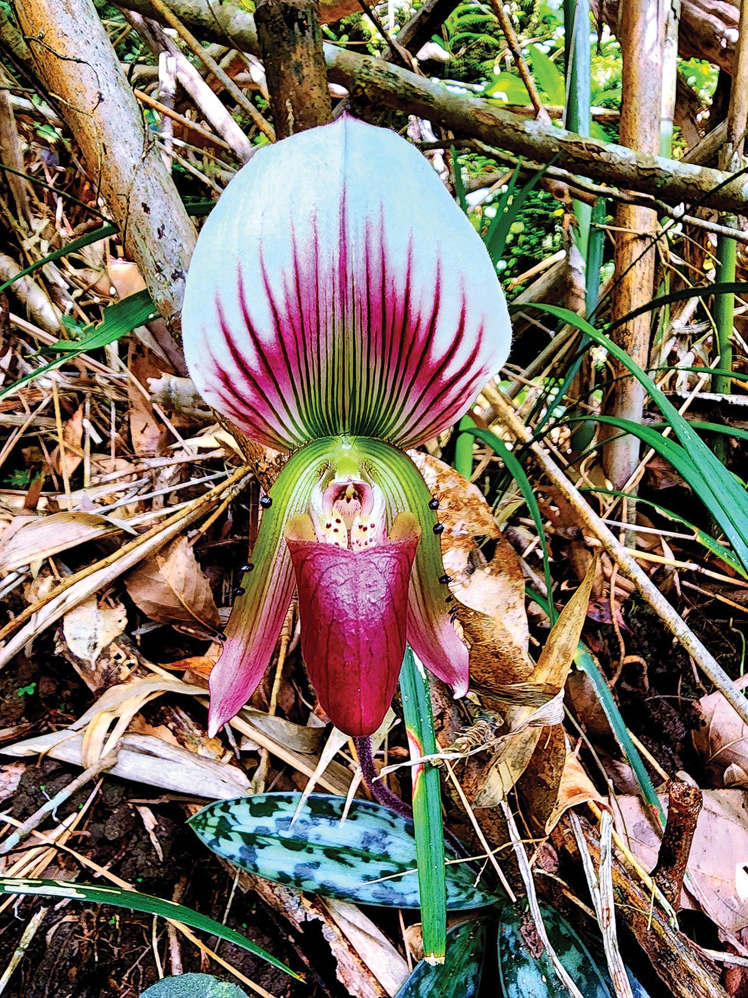 Vượt rừng săn “kỳ hoa” nơi đại ngàn Tây Nguyên- Ảnh 2. Vượt rừng săn “kỳ hoa” nơi đại ngàn Tây Nguyên- Ảnh 2.