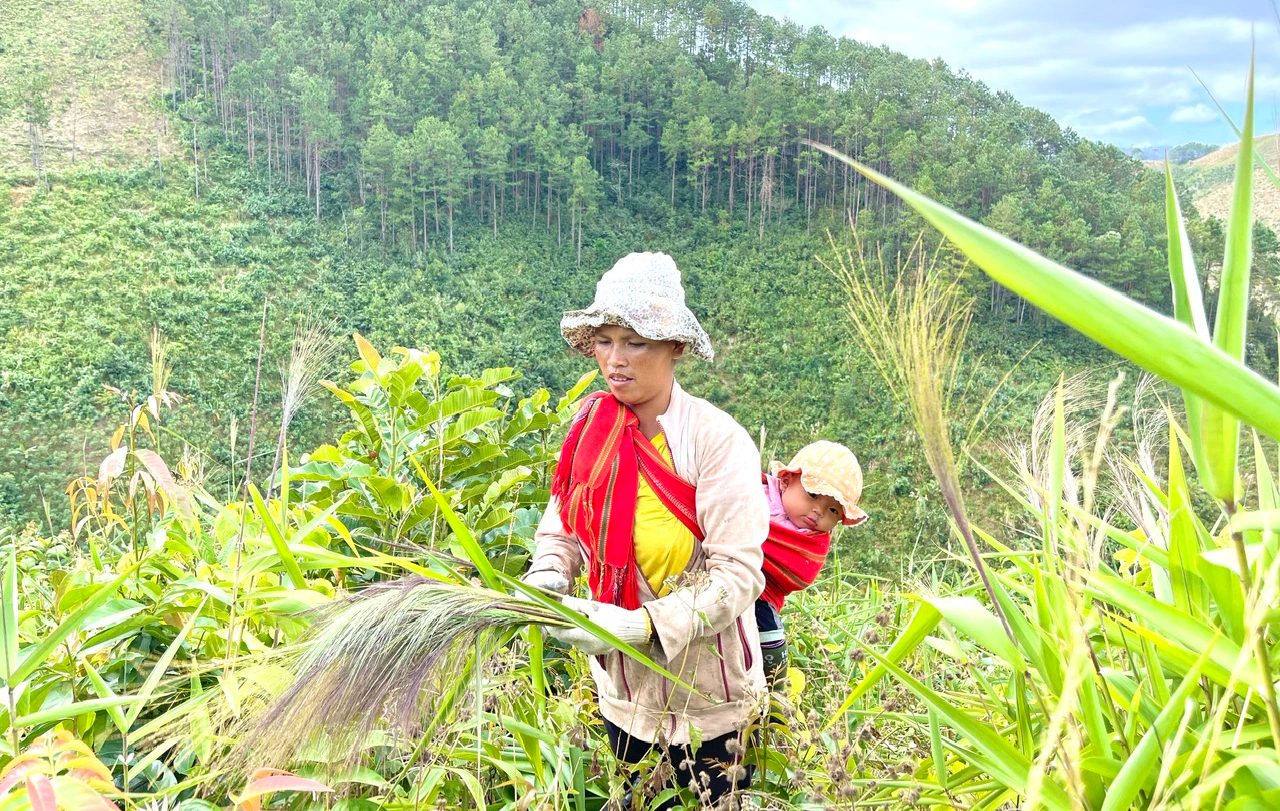 M&ugrave;a h&aacute;i 