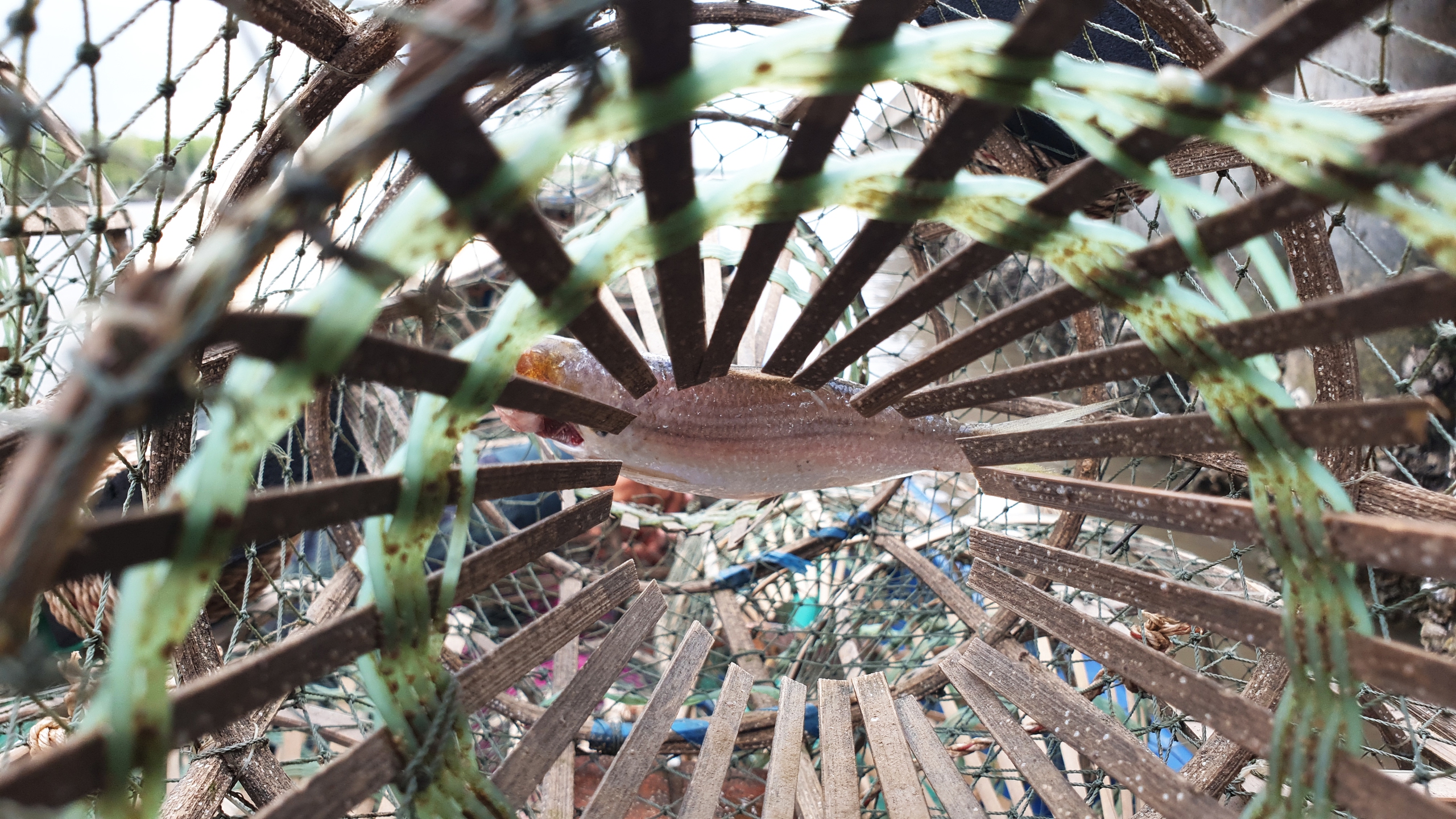 Săn cua đá ven biển Cà Mau- Ảnh 8. Săn cua đá ven biển Cà Mau- Ảnh 8.