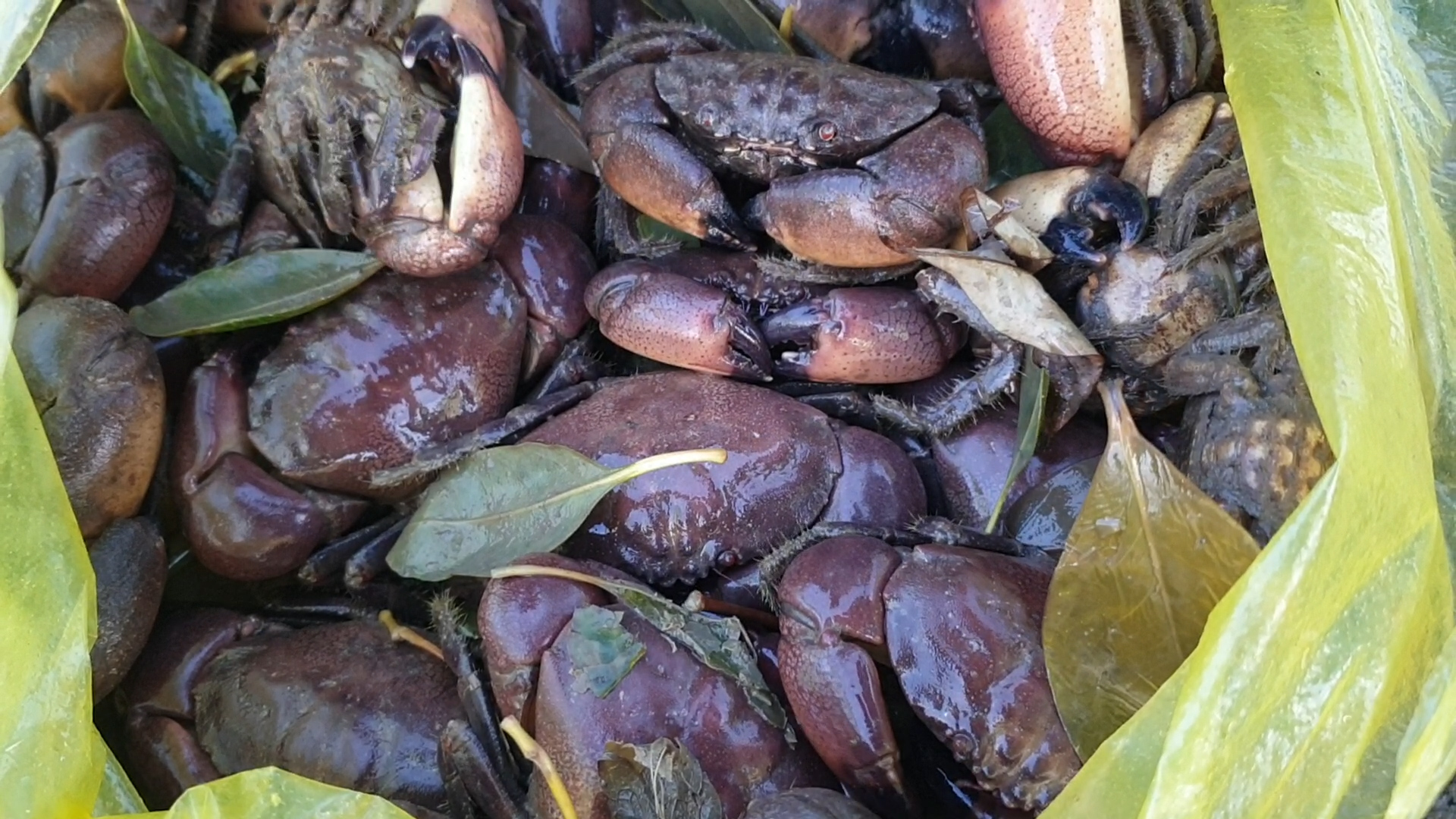 Săn cua đá ven biển Cà Mau- Ảnh 5. Săn cua đá ven biển Cà Mau- Ảnh 5.