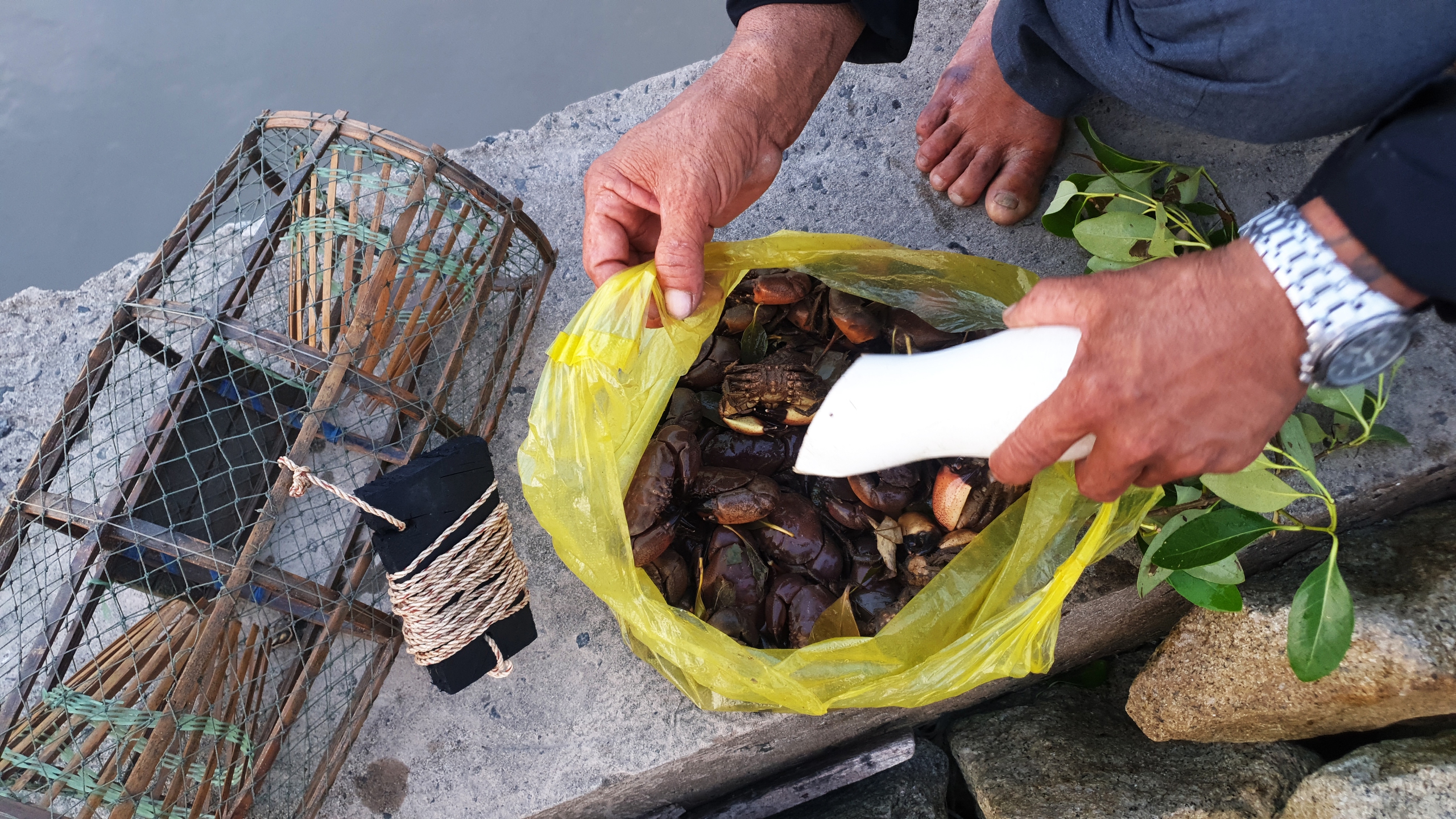 Săn cua đá ven biển Cà Mau- Ảnh 2. Săn cua đá ven biển Cà Mau- Ảnh 2.