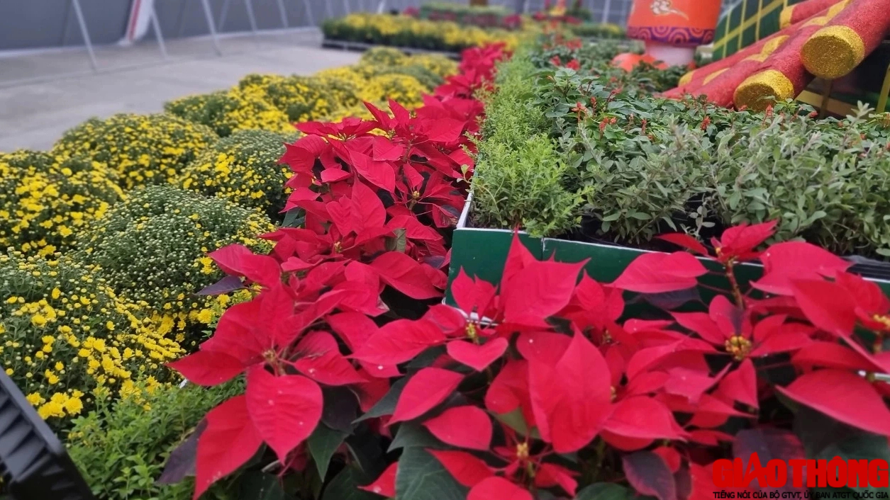 Trầm trồ trước linh vật Trầm trồ trước linh vật