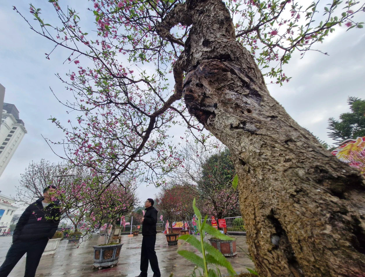 Rực rỡ Lễ hội hoa đ&agrave;o xứ Lạng- Ảnh 8.