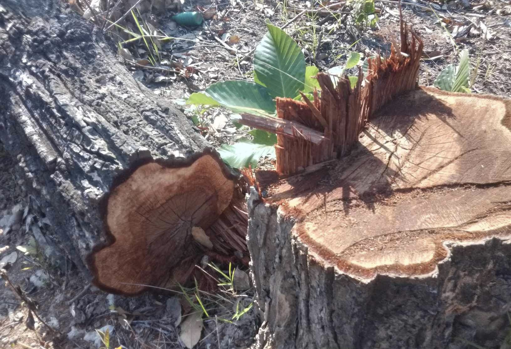 Bắt nh&oacute;m 30 người ph&aacute; rừng, đe dọa lực lượng chức năng tại Gia Lai- Ảnh 1.