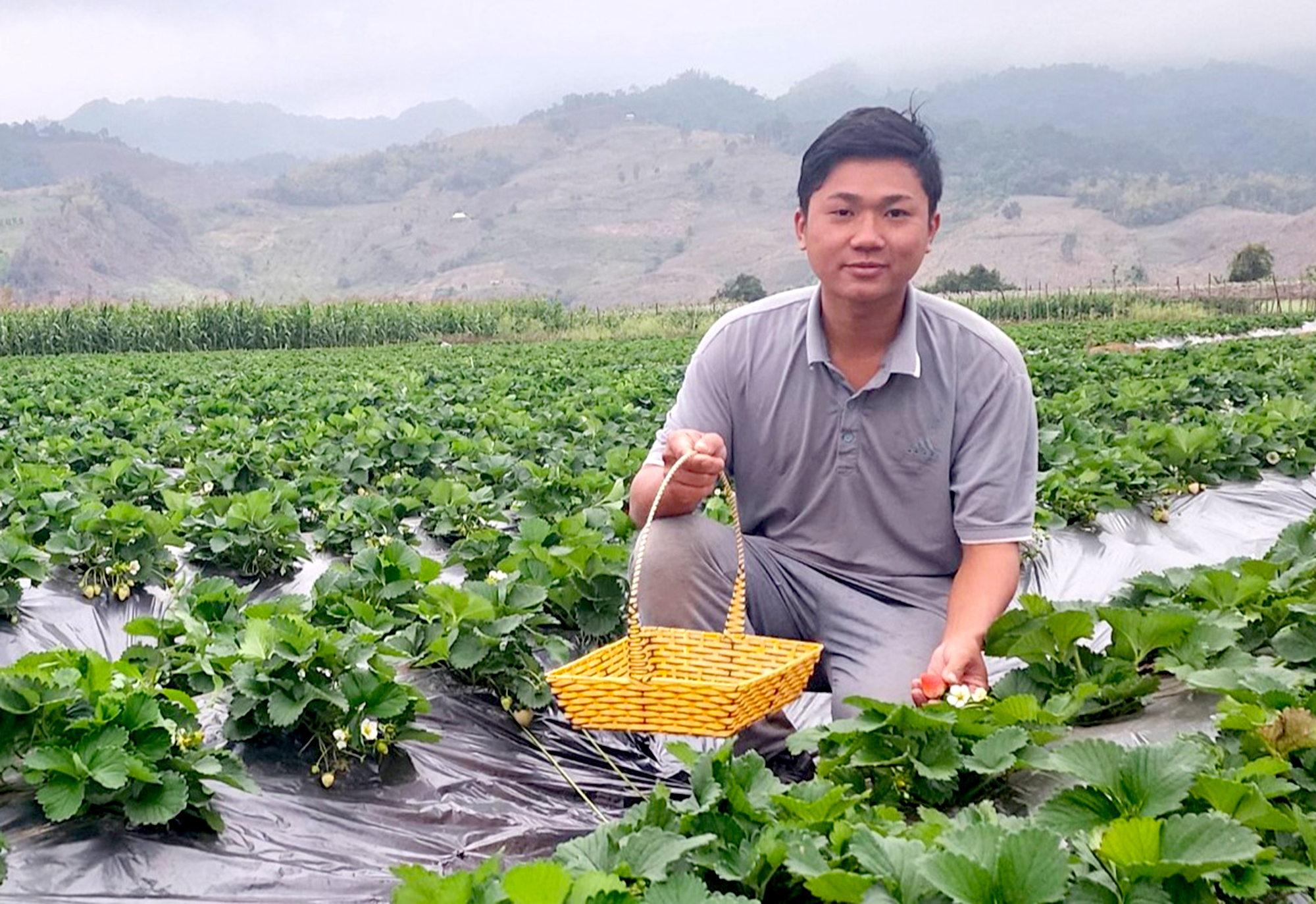 Nam sinh trồng d&acirc;u t&acirc;y kiếm nửa tỷ mỗi năm- Ảnh 1.