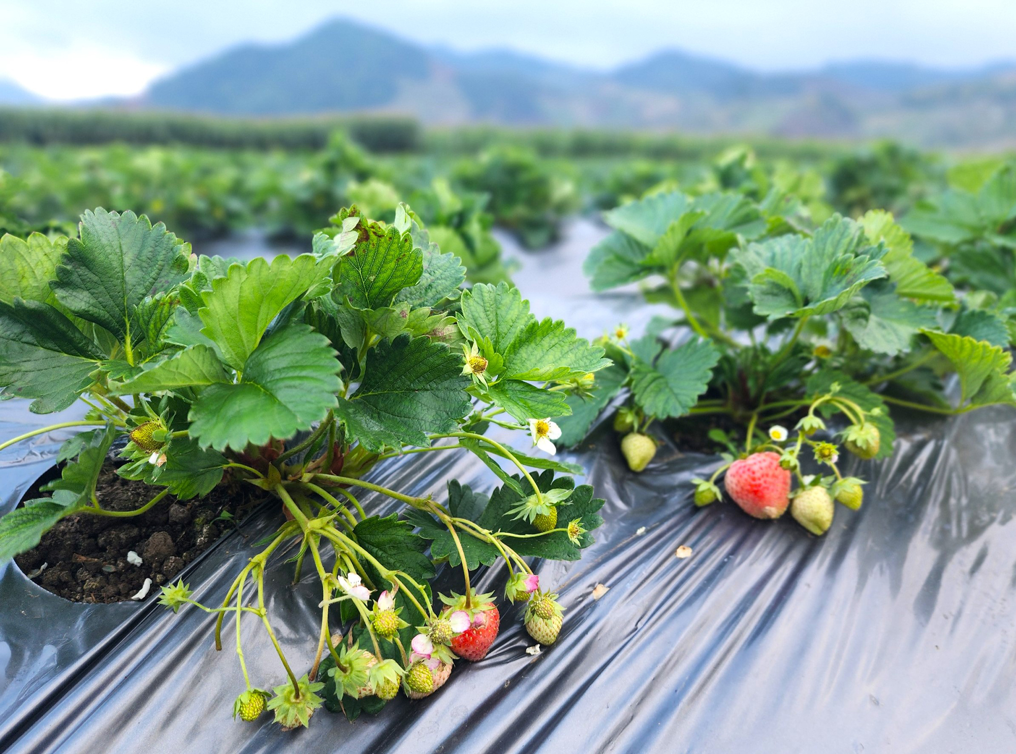 Nam sinh trồng d&acirc;u t&acirc;y kiếm nửa tỷ mỗi năm- Ảnh 2.