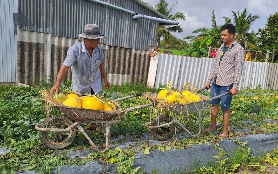 N&ocirc;ng d&acirc;n miền T&acirc;y phấn khởi thu hoạch dưa hấu đ&oacute;n Tết
