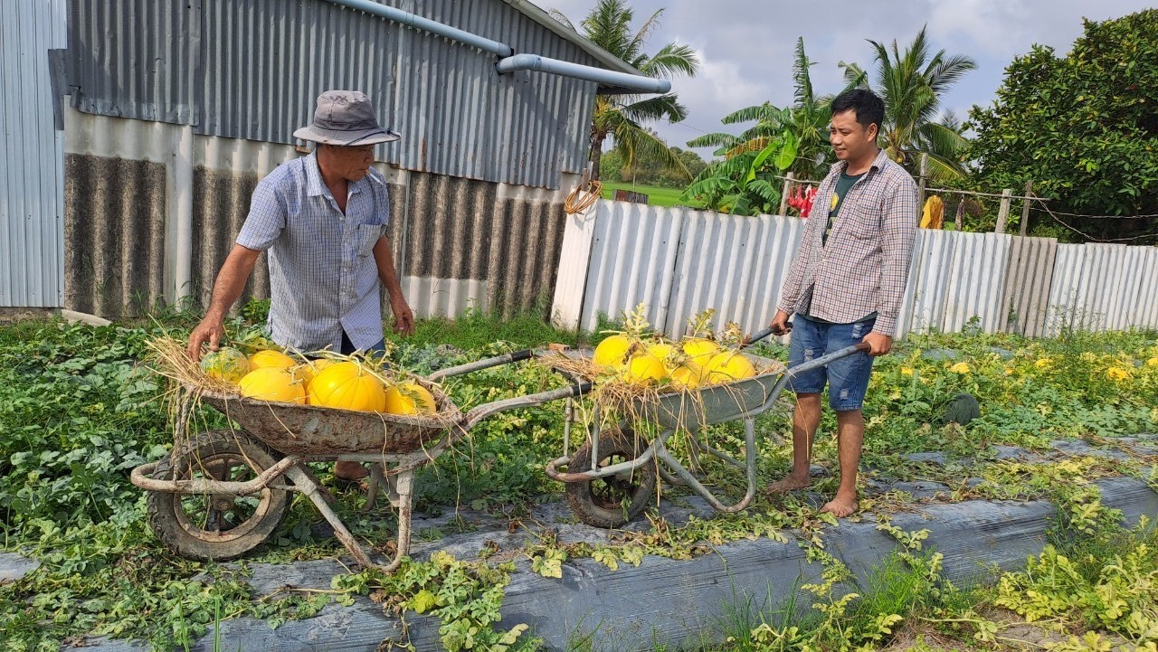 N&ocirc;ng d&acirc;n miền T&acirc;y phấn khởi thu hoạch dưa hấu đ&oacute;n Tết- Ảnh 3.