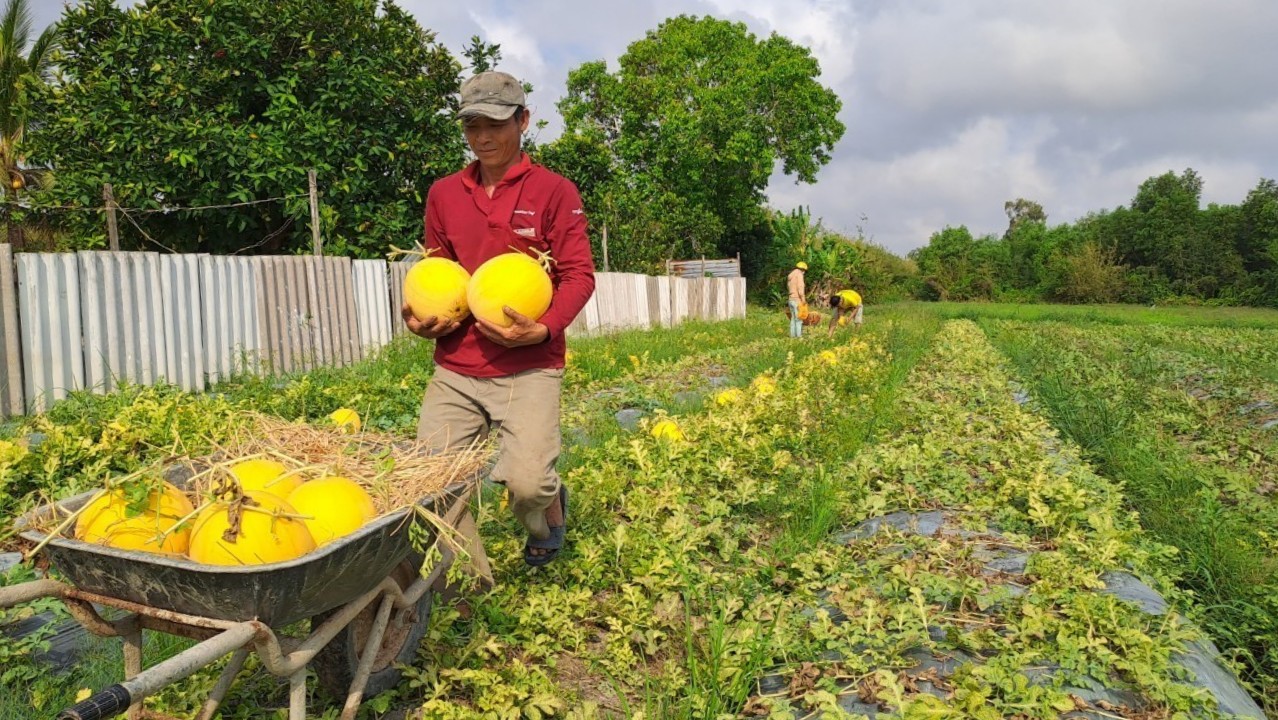 N&ocirc;ng d&acirc;n miền T&acirc;y phấn khởi thu hoạch dưa hấu đ&oacute;n Tết- Ảnh 7.