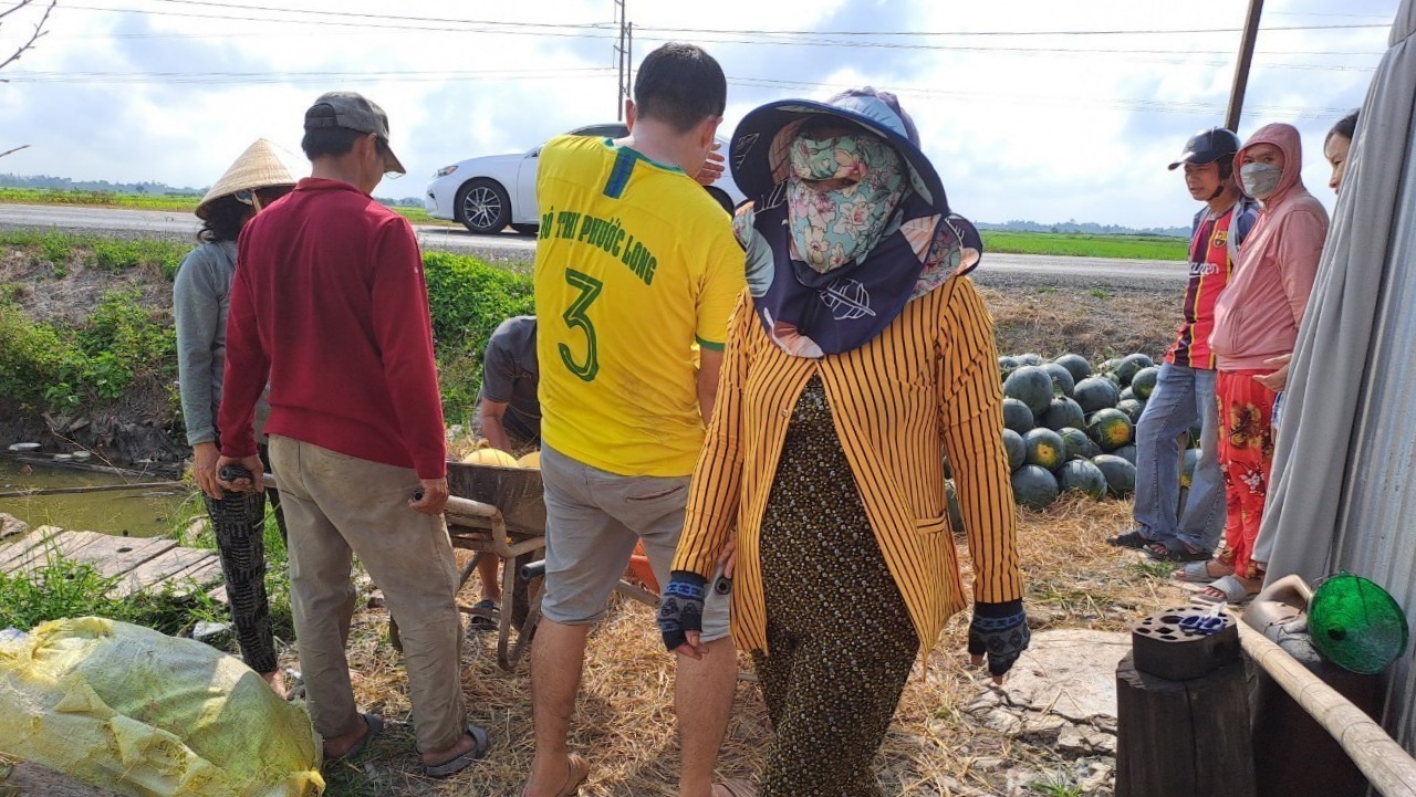 N&ocirc;ng d&acirc;n miền T&acirc;y phấn khởi thu hoạch dưa hấu đ&oacute;n Tết- Ảnh 6.