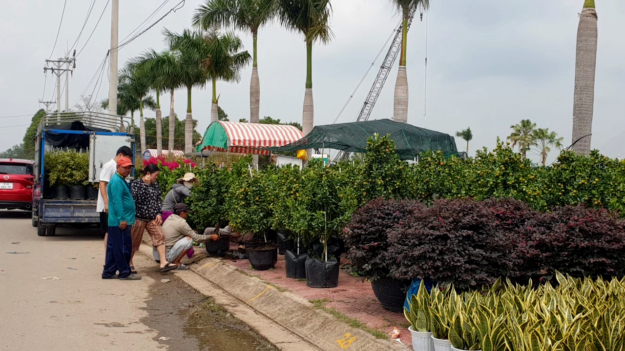 Chợ hoa miễn phí mặt bằng ở Cần Thơ không còn chỗ trống, tấp nập mua bán- Ảnh 1. Chợ hoa miễn phí mặt bằng ở Cần Thơ không còn chỗ trống, tấp nập mua bán- Ảnh 1.