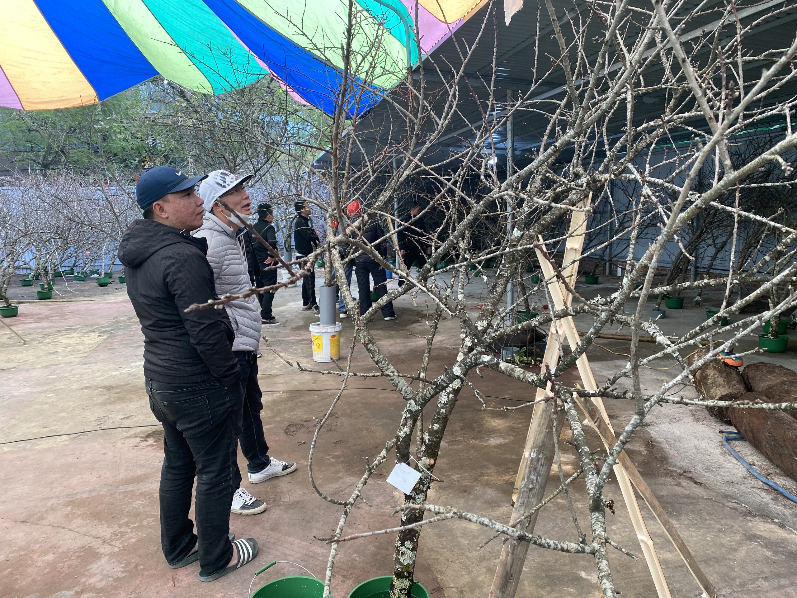 Phố phường Hải Ph&ograve;ng 