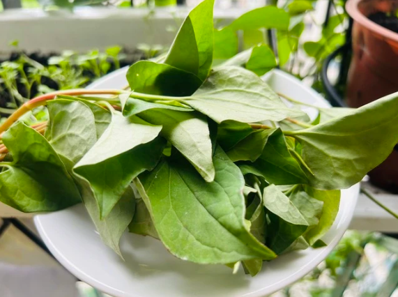 Loại rau c&oacute; lượng vitamin C gấp rưỡi tr&aacute;i cam nhưng kh&ocirc;ng phải ai ăn cũng tốt- Ảnh 1.