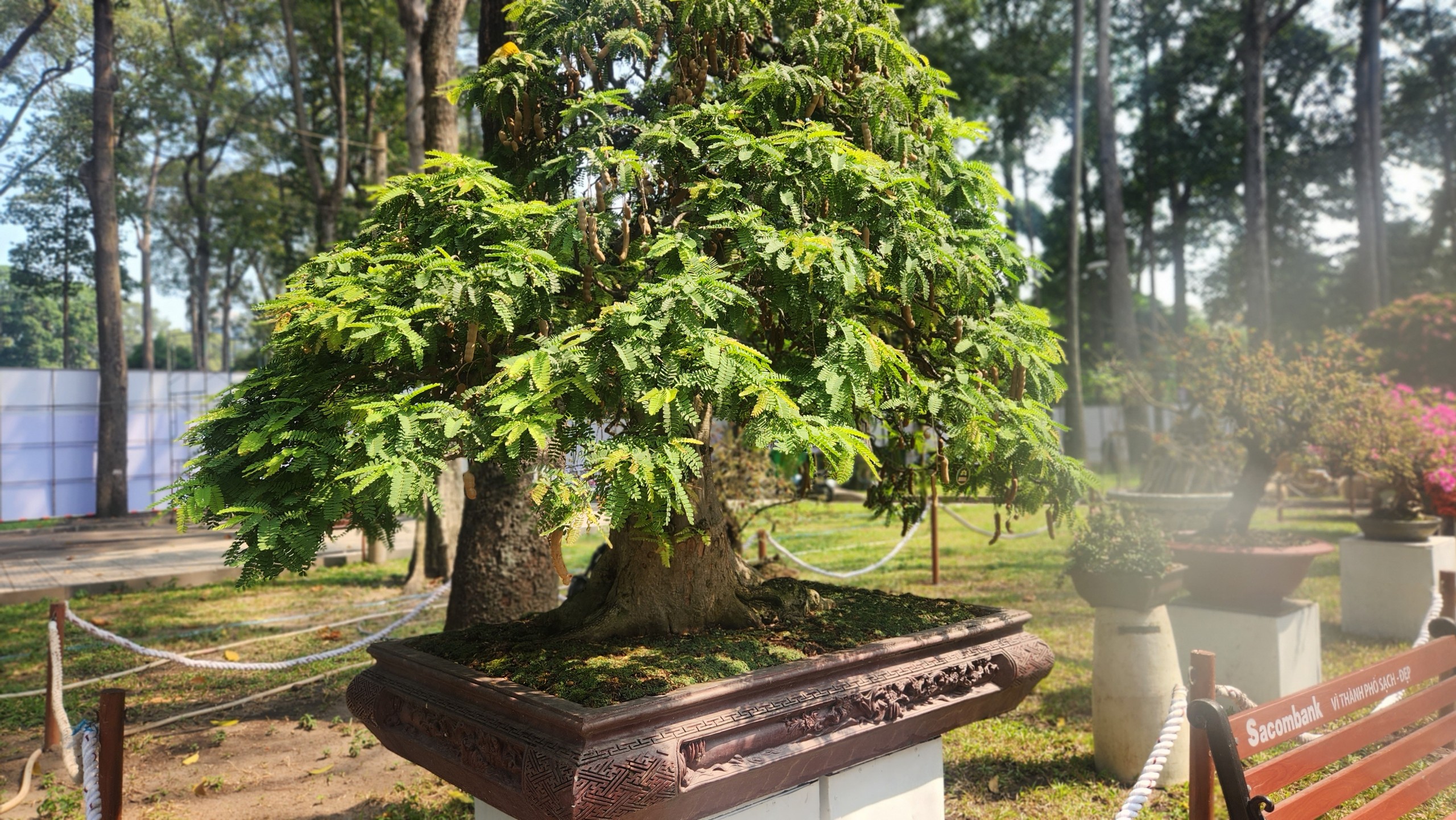 Hội hoa xu&acirc;n TP.HCM khoe sắc thu h&uacute;t người d&acirc;n 