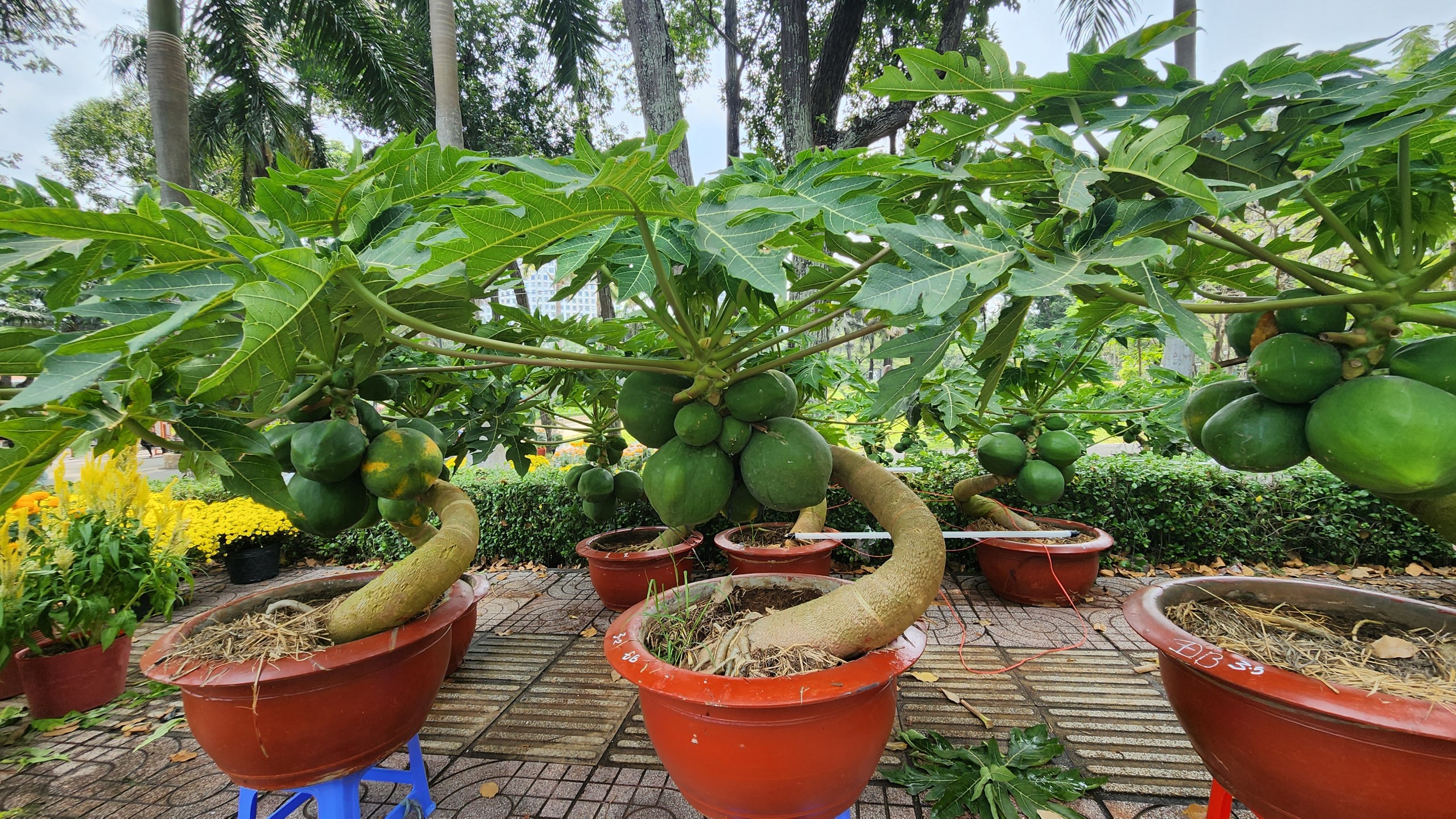 Người d&acirc;n TP.HCM tranh thủ mua hoa giảm gi&aacute; chiều 29 Tết- Ảnh 12.