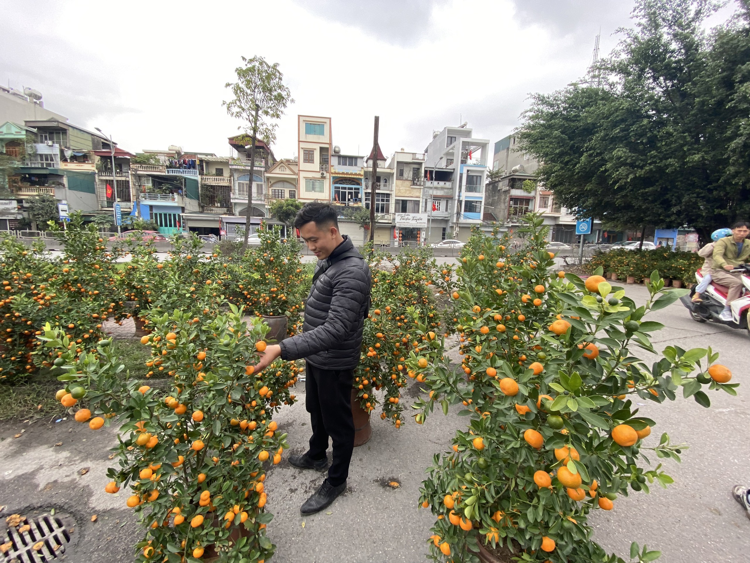 Quất, đ&agrave;o ế ẩm, tiểu thương 