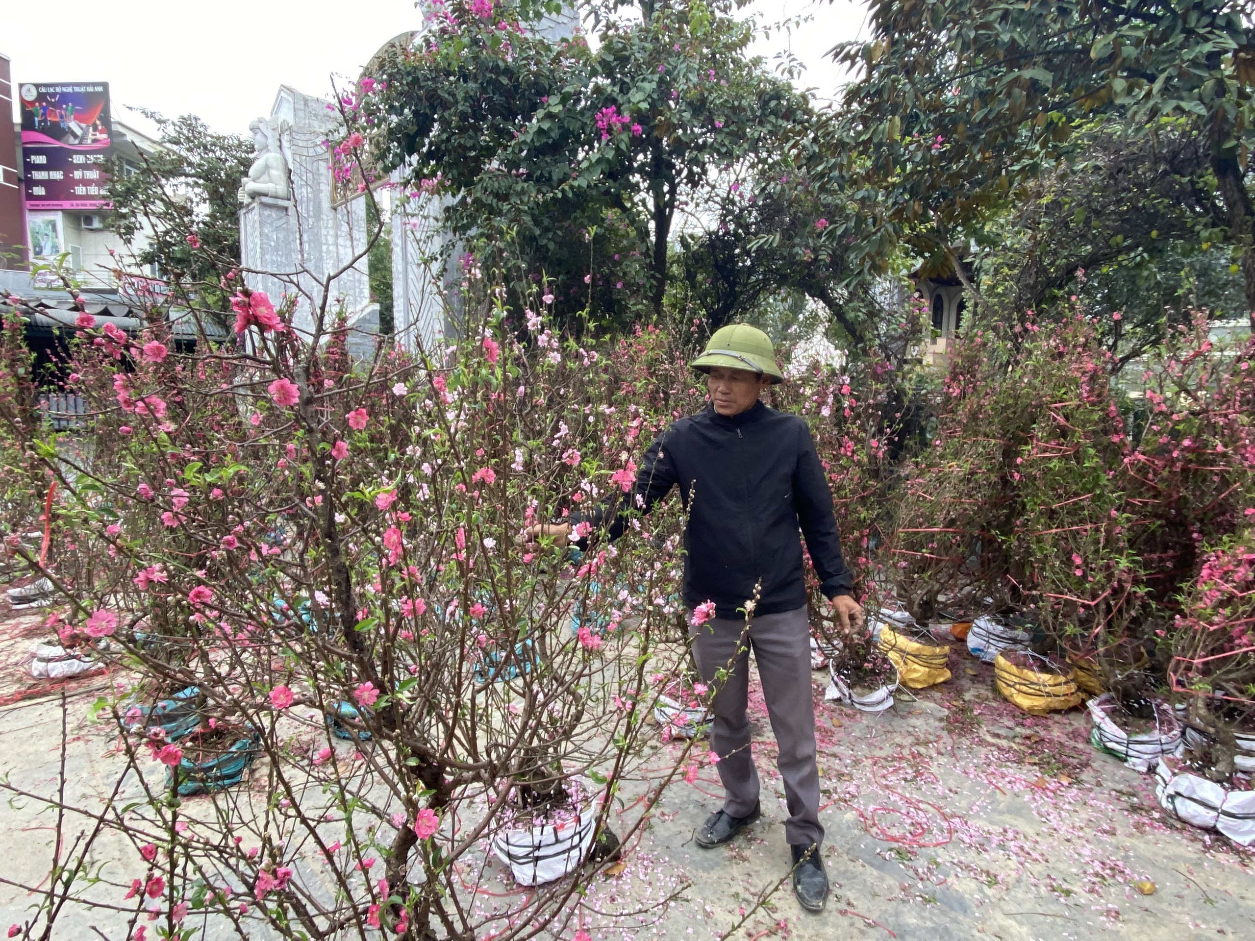 Quất, đ&agrave;o ế ẩm, tiểu thương 