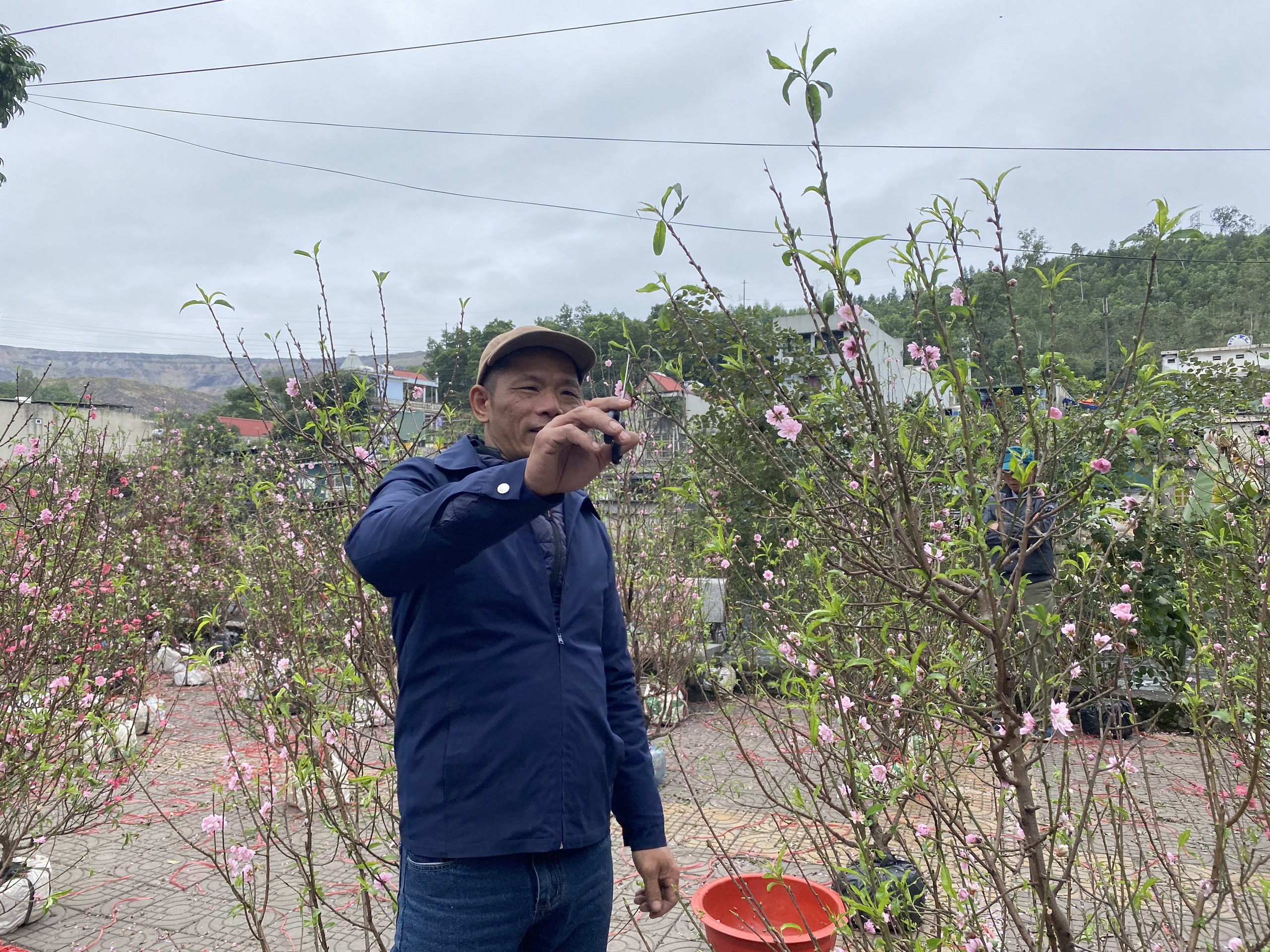 Quất, đ&agrave;o ế ẩm, tiểu thương 