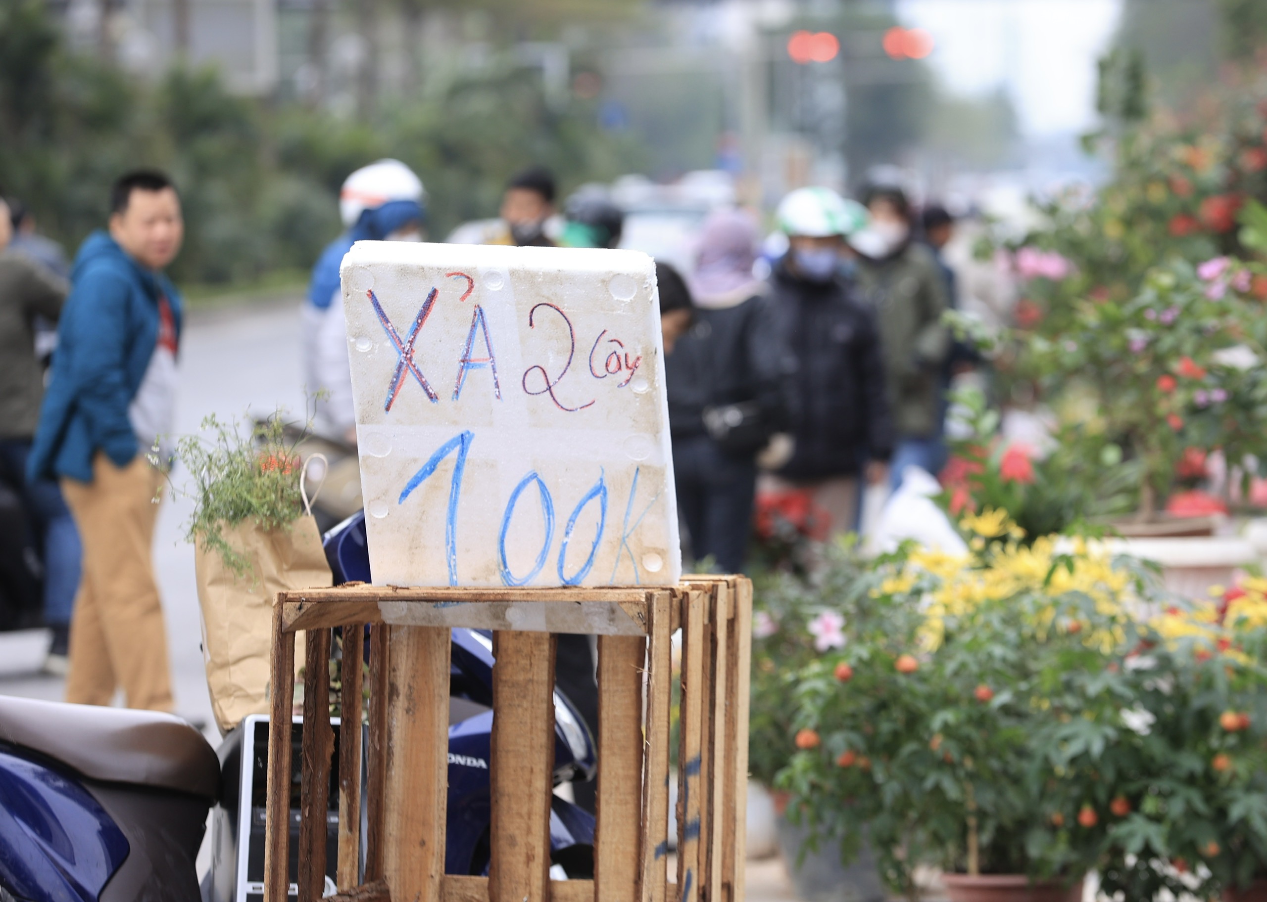 Ồ ạt đại hạ gi&aacute; đ&agrave;o, quất, lan hồ điệp ng&agrave;y 30 Tết- Ảnh 7.