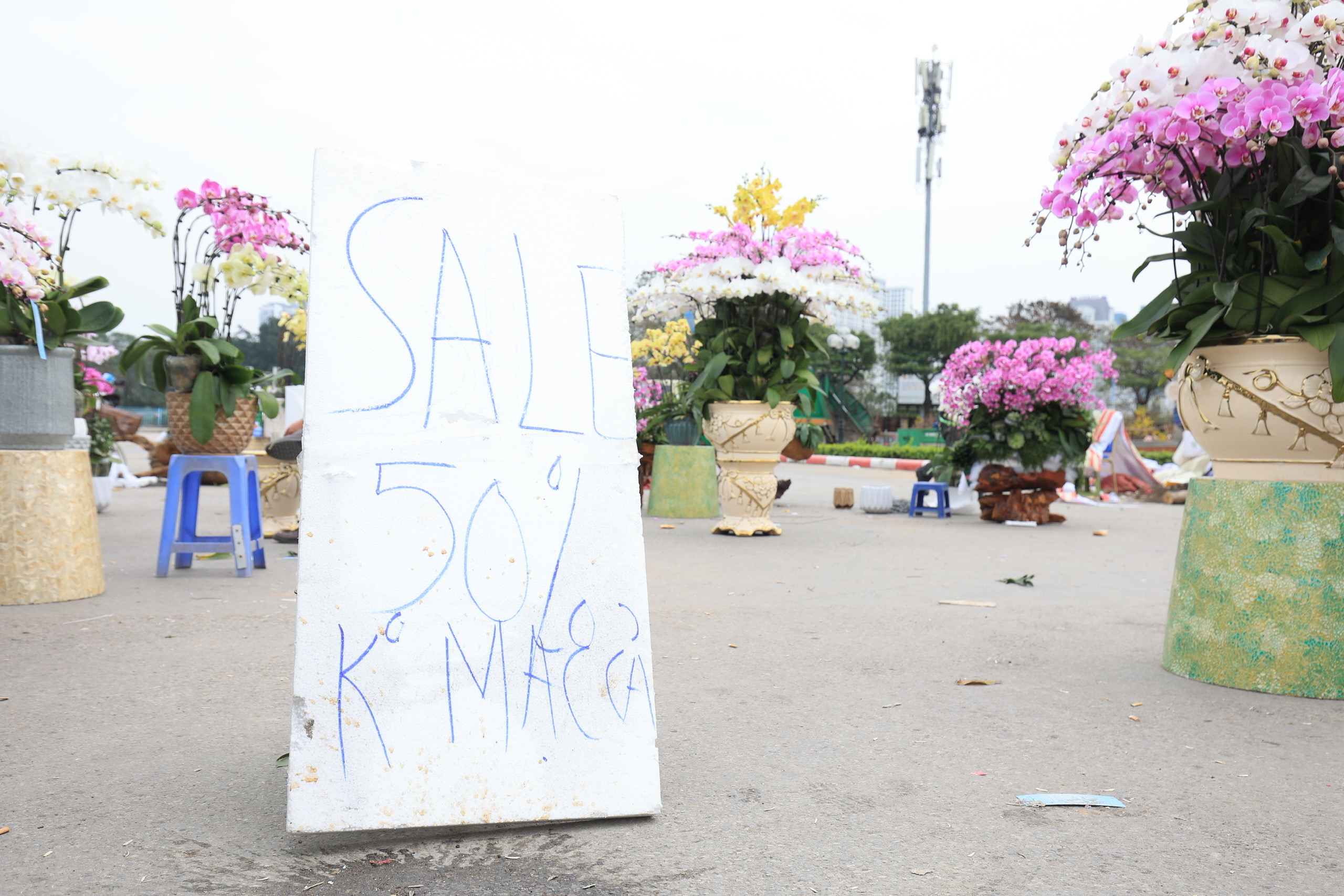 Ồ ạt đại hạ gi&aacute; đ&agrave;o, quất, lan hồ điệp ng&agrave;y 30 Tết- Ảnh 19.