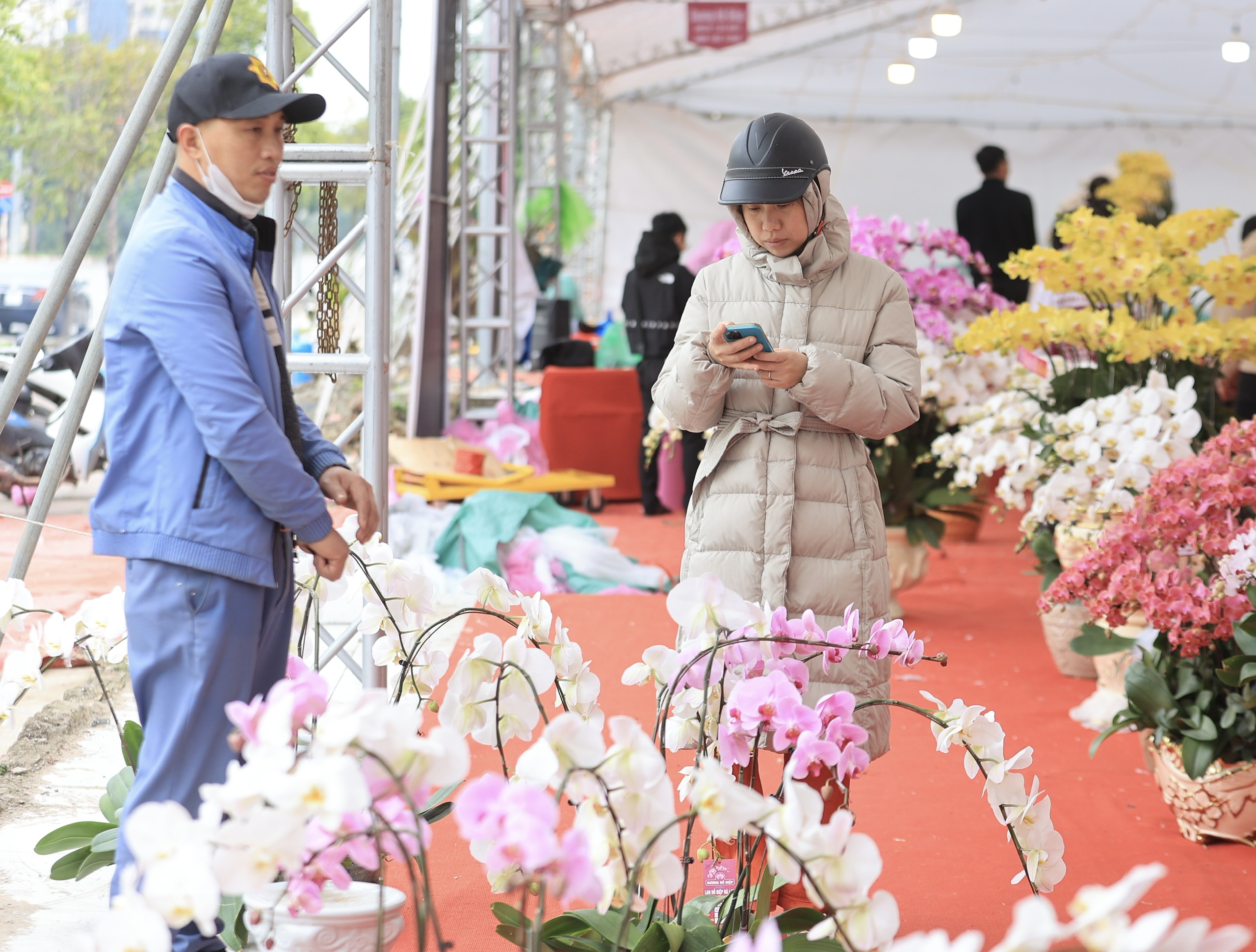 Ồ ạt đại hạ gi&aacute; đ&agrave;o, quất, lan hồ điệp ng&agrave;y 30 Tết- Ảnh 4.