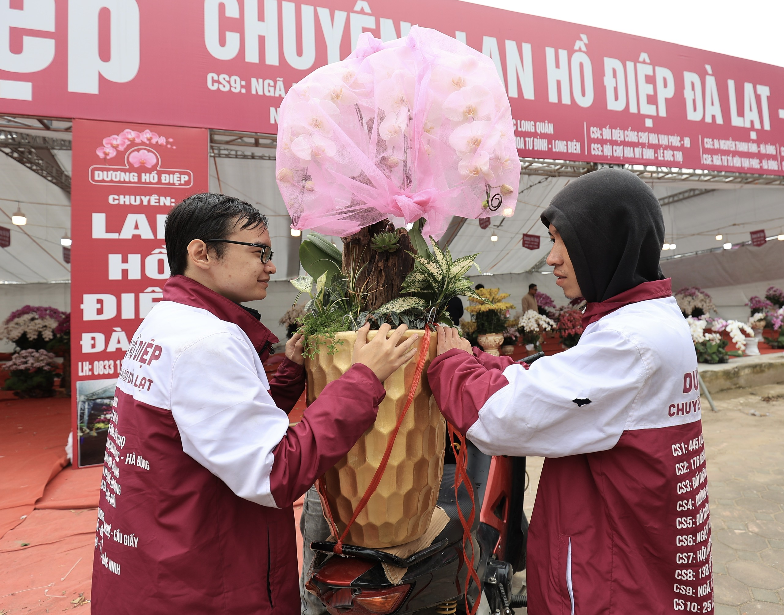 Ồ ạt đại hạ gi&aacute; đ&agrave;o, quất, lan hồ điệp ng&agrave;y 30 Tết- Ảnh 5.