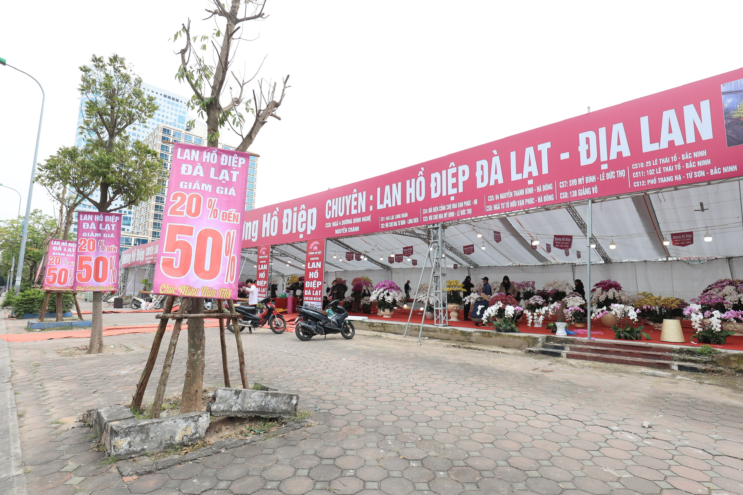 Ồ ạt đại hạ gi&aacute; đ&agrave;o, quất, lan hồ điệp ng&agrave;y 30 Tết- Ảnh 1.