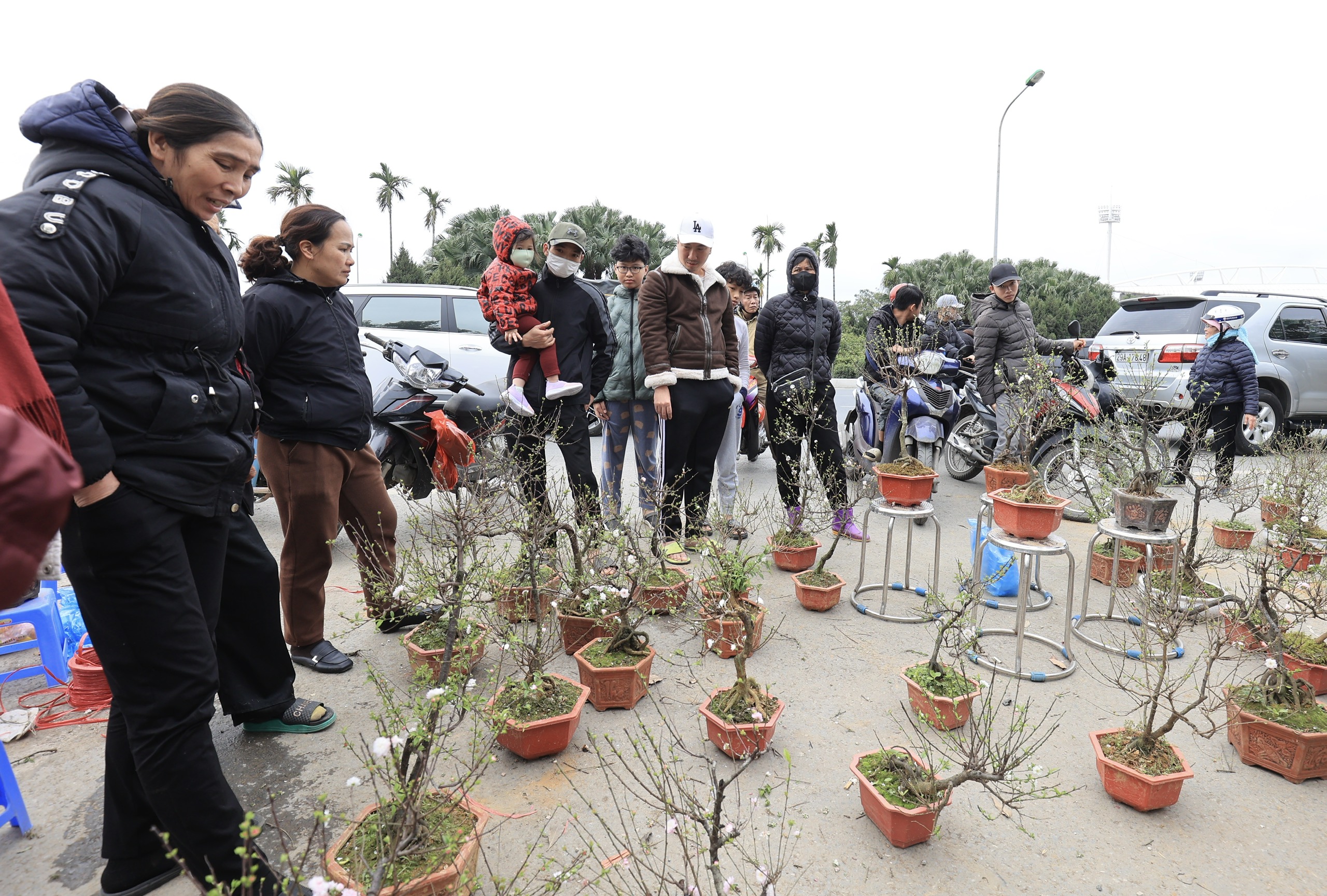 Ồ ạt đại hạ gi&aacute; đ&agrave;o, quất, lan hồ điệp ng&agrave;y 30 Tết- Ảnh 17.