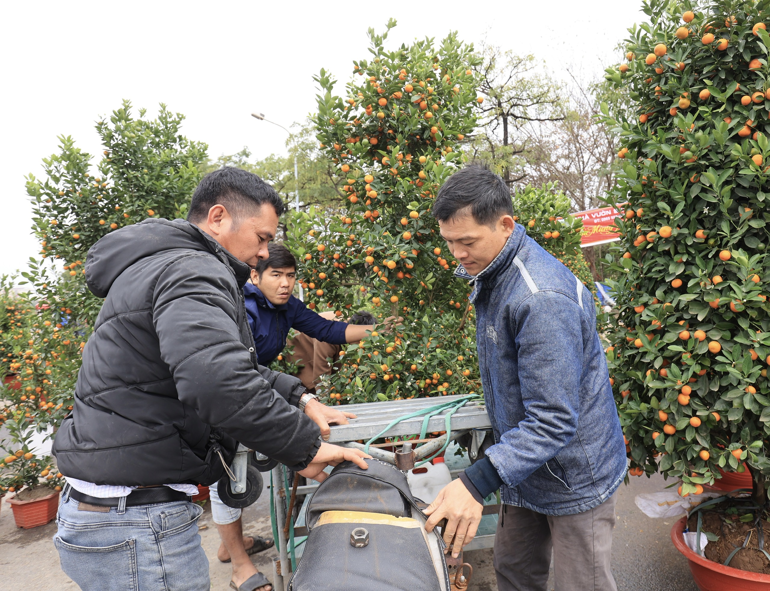 Ồ ạt đại hạ gi&aacute; đ&agrave;o, quất, lan hồ điệp ng&agrave;y 30 Tết- Ảnh 13.