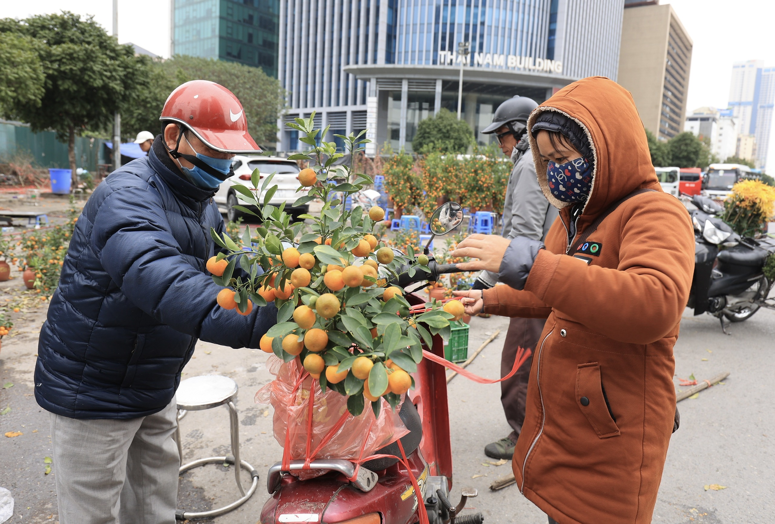 Ồ ạt đại hạ gi&aacute; đ&agrave;o, quất, lan hồ điệp ng&agrave;y 30 Tết- Ảnh 8.